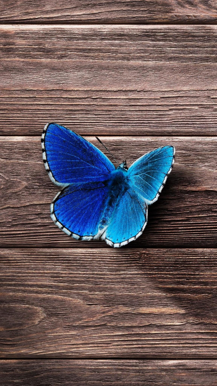 Brown and Yellow Butterfly on Brown Wooden Surface. Wallpaper in 750x1334 Resolution
