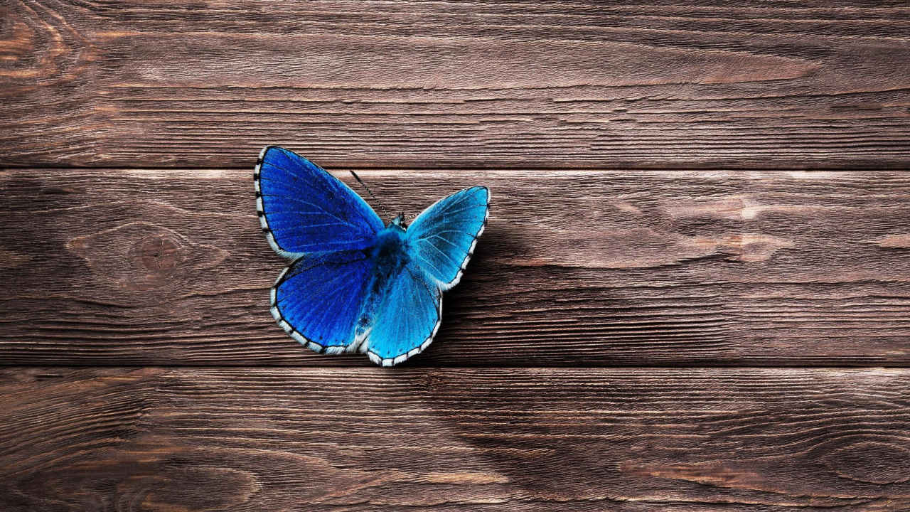 Mariposa Marrón y Amarilla Sobre Superficie de Madera Marrón. Wallpaper in 1280x720 Resolution