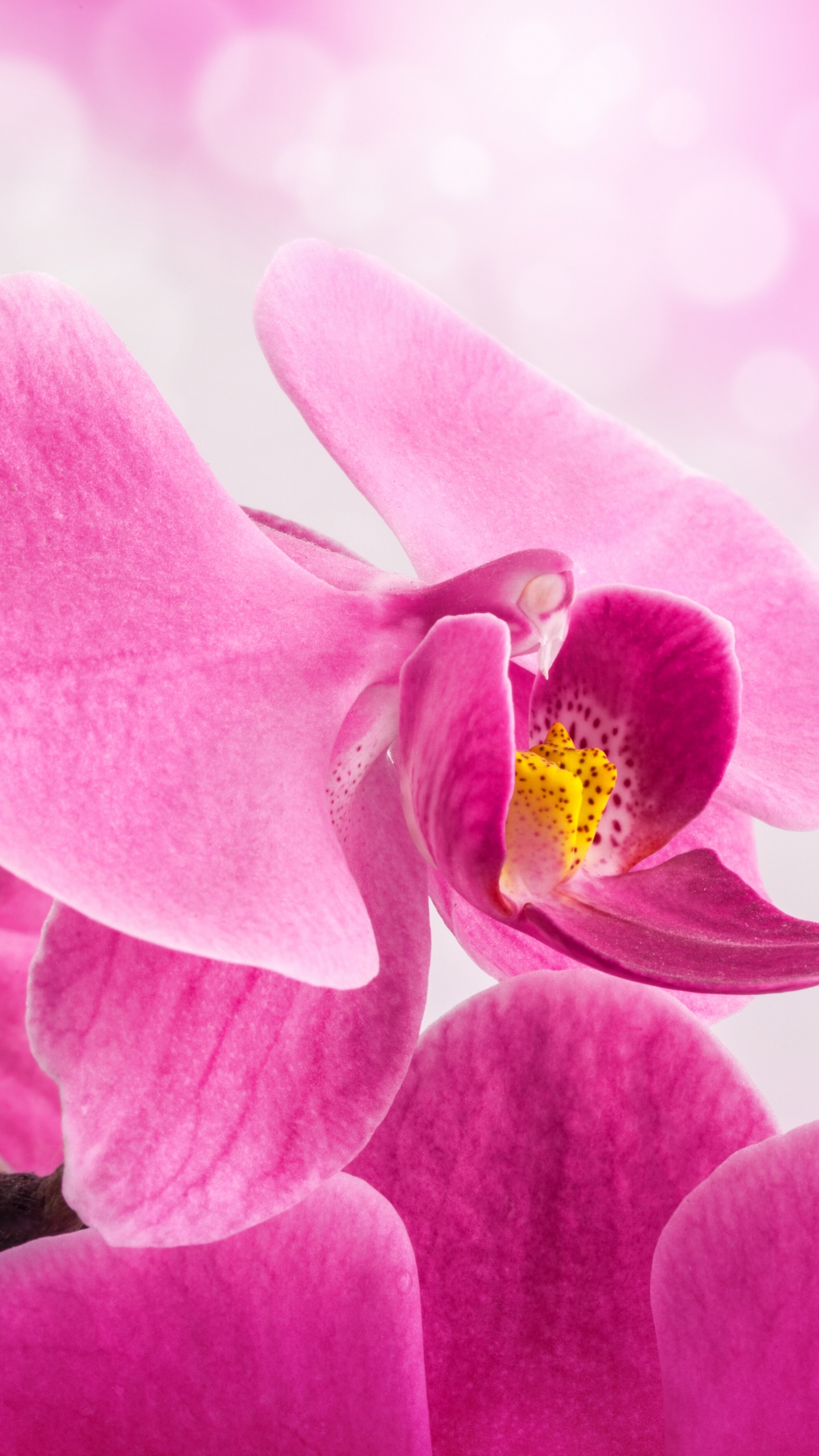 Orchidée Papillon Pourpre en Fleur Photo en Gros. Wallpaper in 1440x2560 Resolution