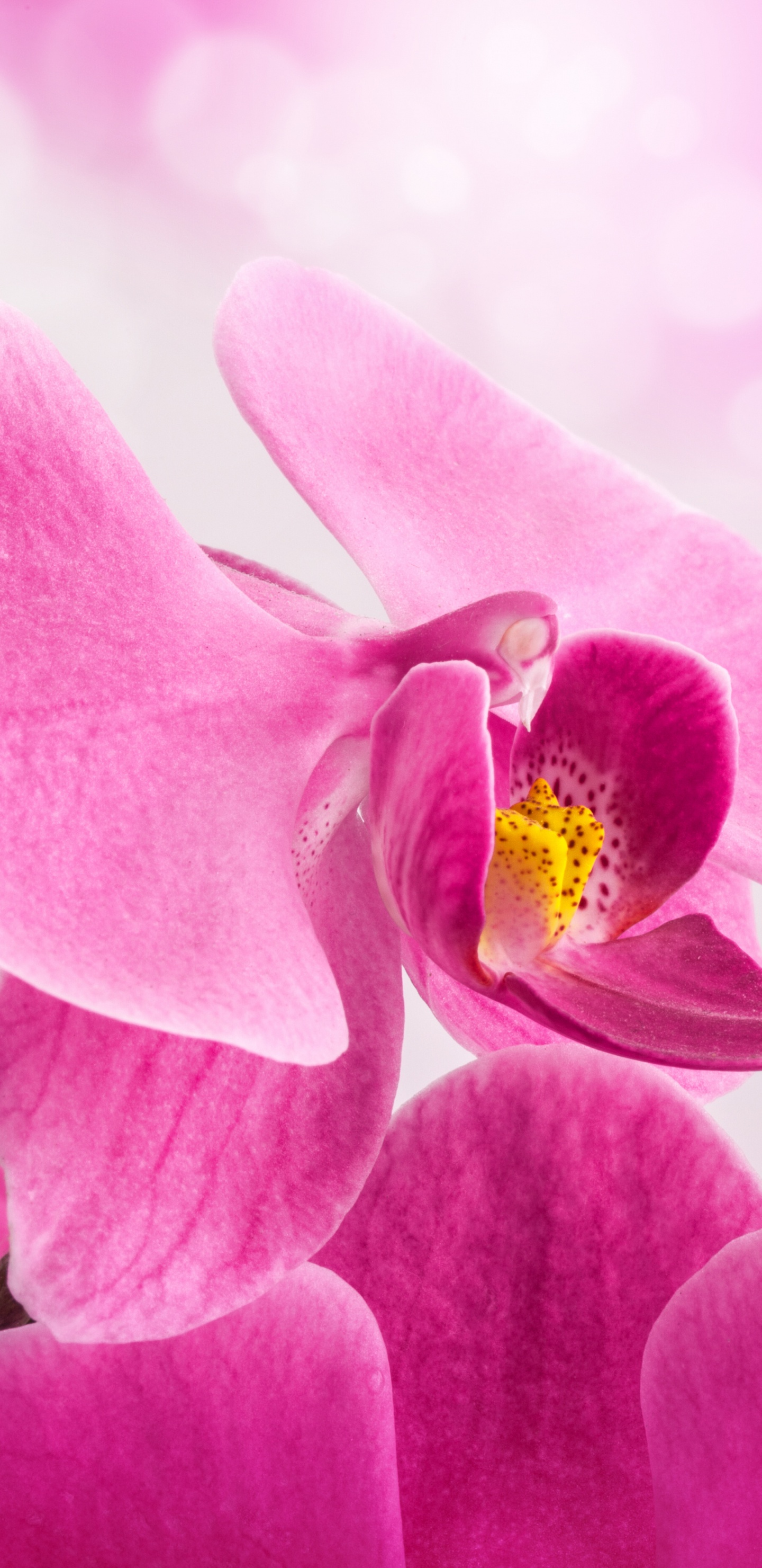 Lila Mottenorchidee in Voller Blüte Nahaufnahme Foto. Wallpaper in 1440x2960 Resolution