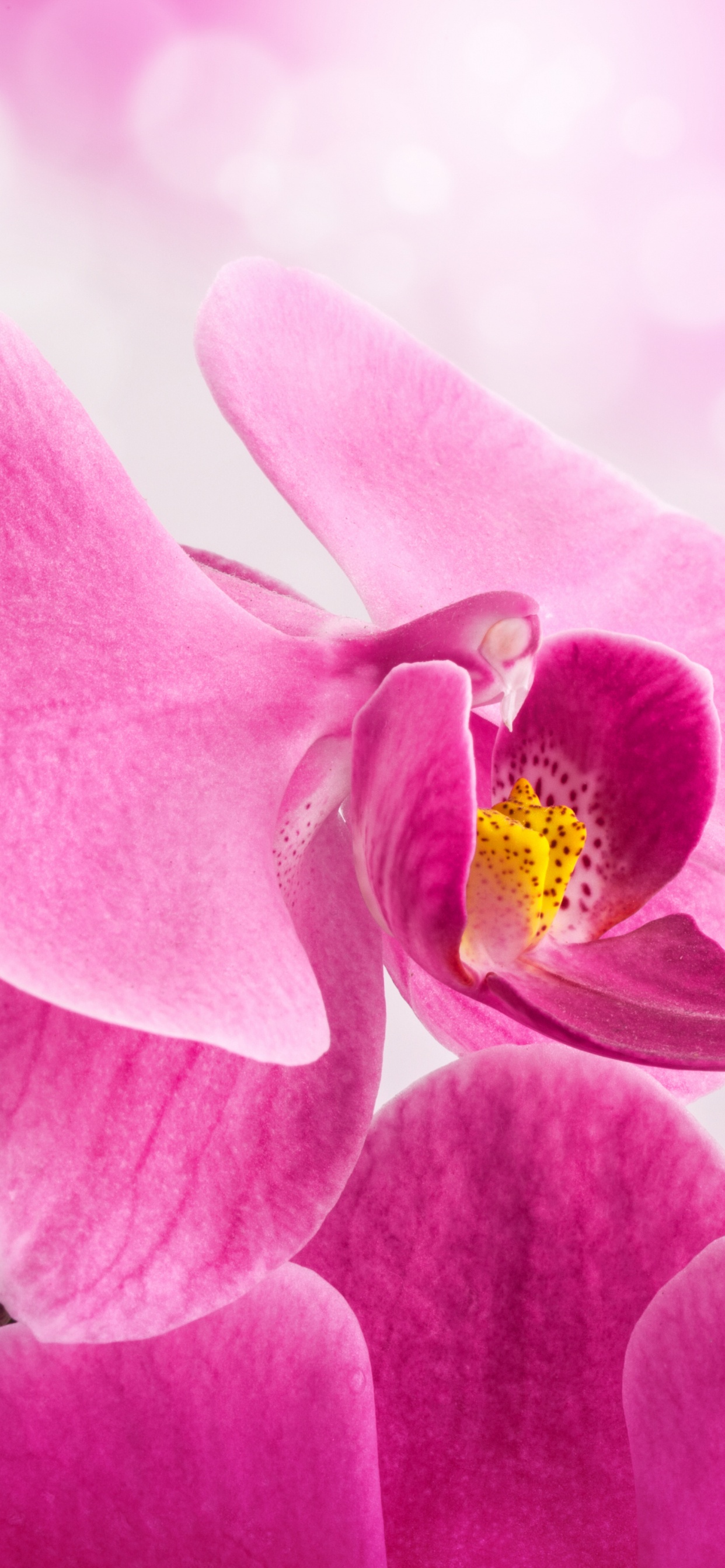 Purple Moth Orchid in Bloom Close up Photo. Wallpaper in 1242x2688 Resolution