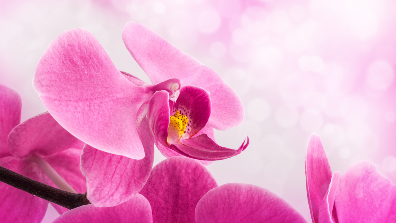 Purple Moth Orchid in Bloom Close up Photo. Wallpaper in 1280x720 Resolution