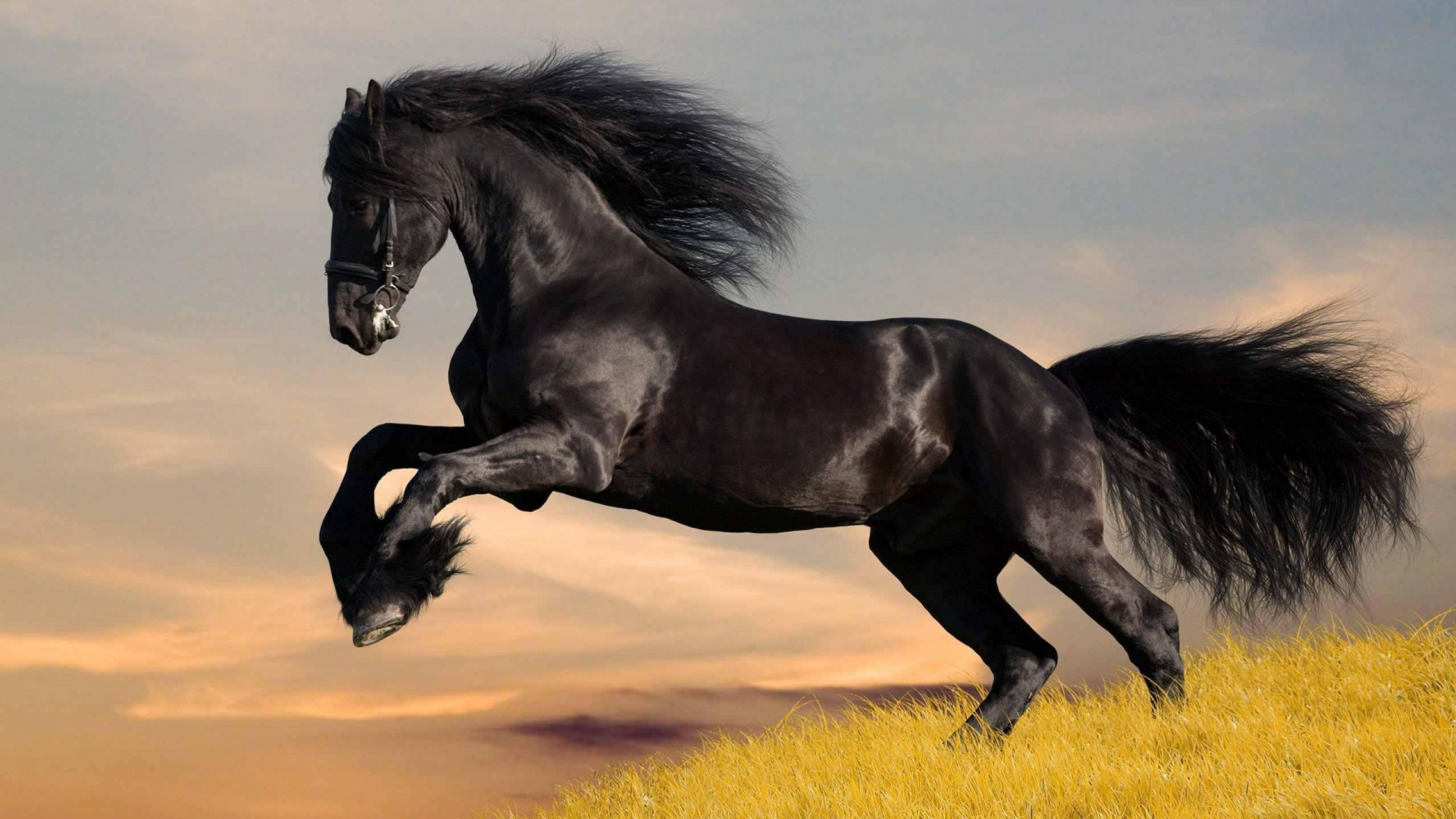 Black Horse, Friesian Horse, The Black Stallion, Stallion, Horse. Wallpaper in 1920x1080 Resolution
