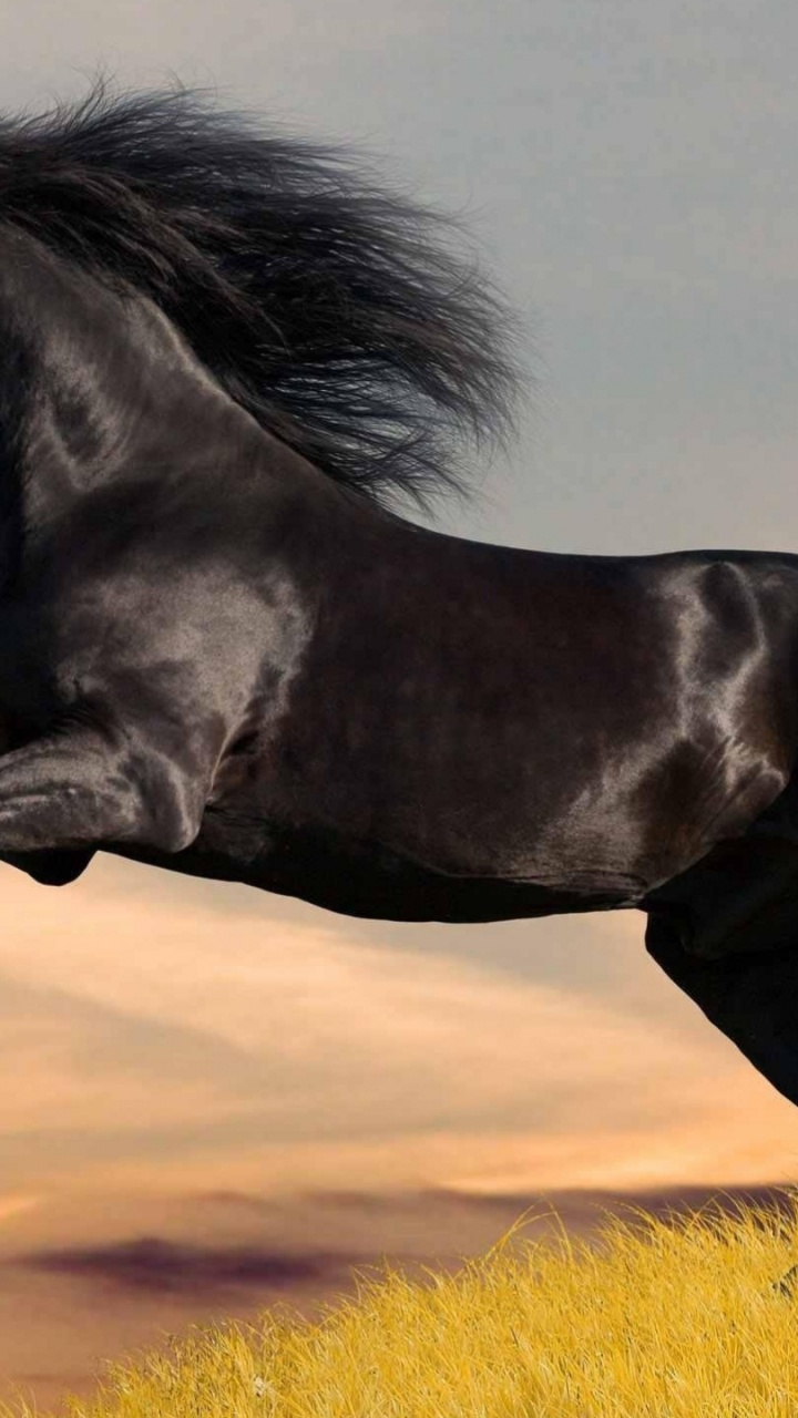 Black Horse, Friesian Horse, The Black Stallion, Stallion, Horse. Wallpaper in 720x1280 Resolution