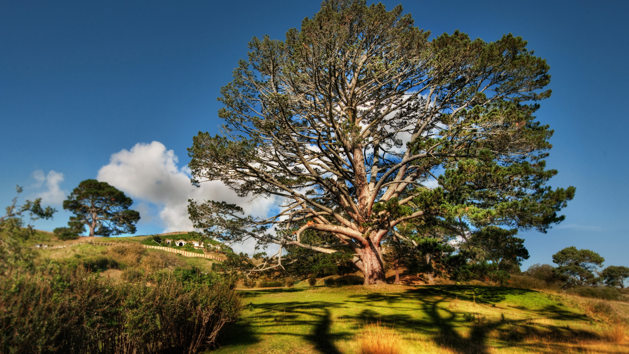 Campo de Hierba Verde Con Árboles Bajo un Cielo Azul Durante el Día. Wallpaper in 1280x720 Resolution