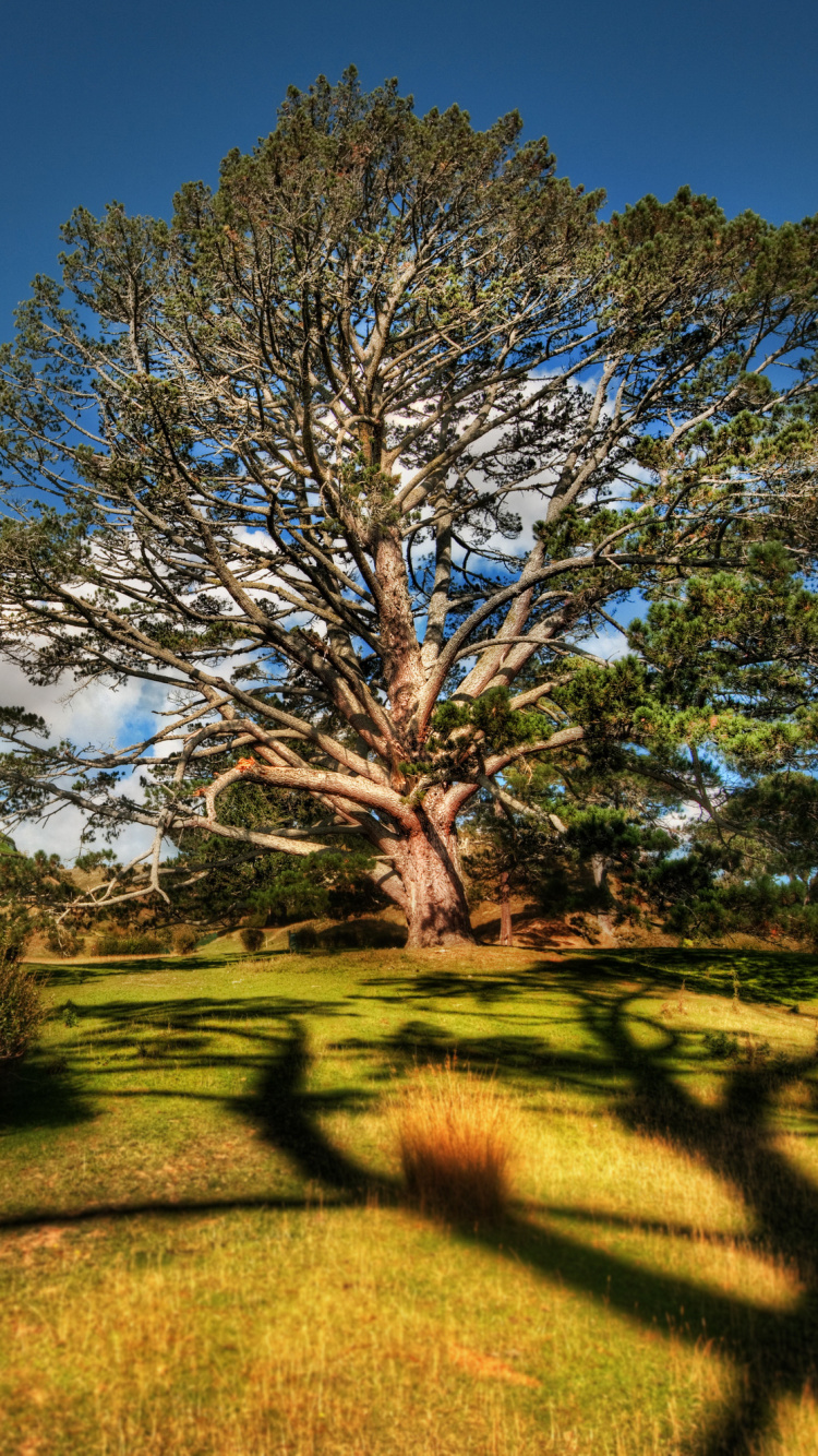 Campo de Hierba Verde Con Árboles Bajo un Cielo Azul Durante el Día. Wallpaper in 750x1334 Resolution