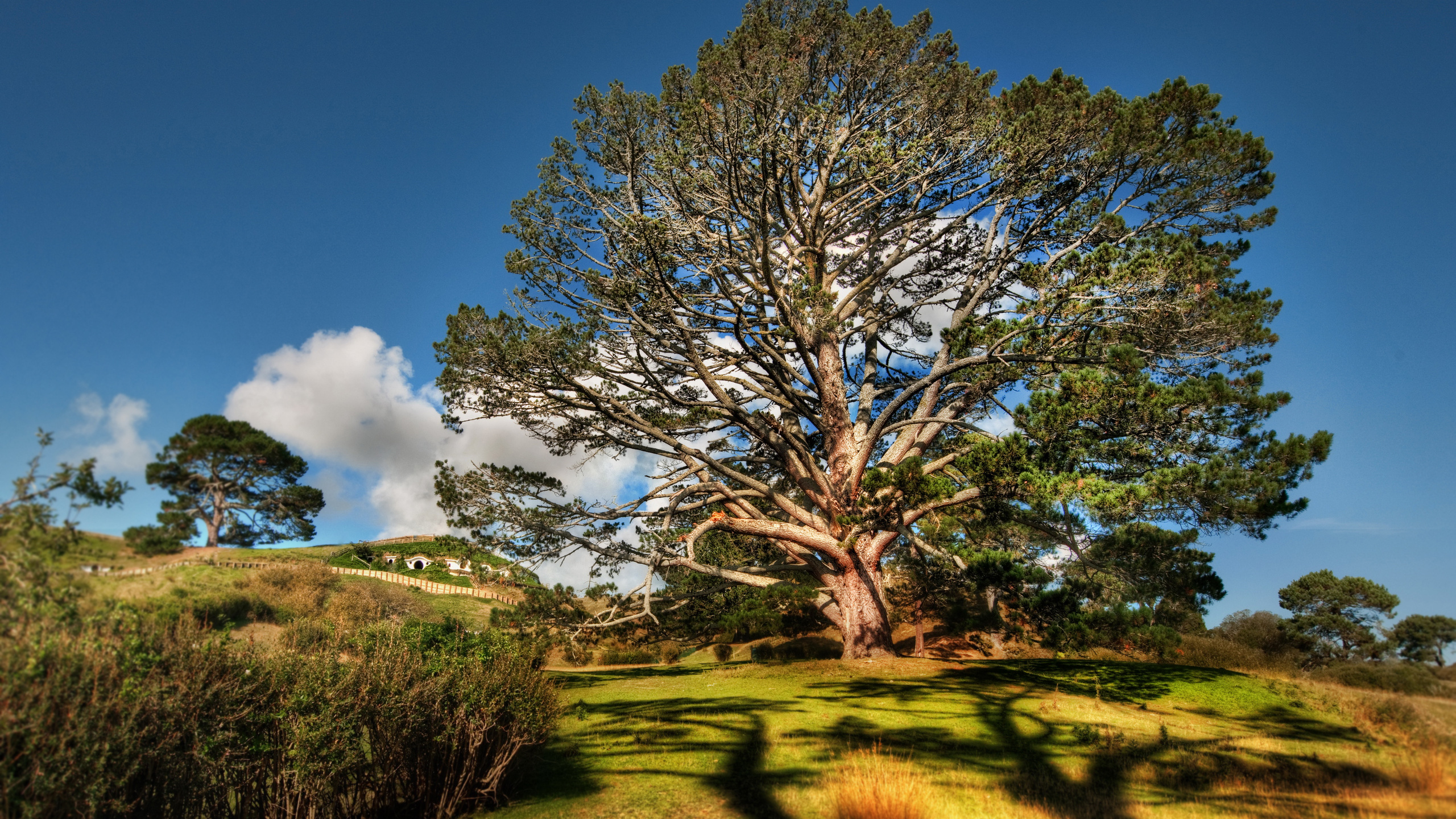 Green Grass Field With Trees Under Blue Sky During Daytime. Wallpaper in 2560x1440 Resolution