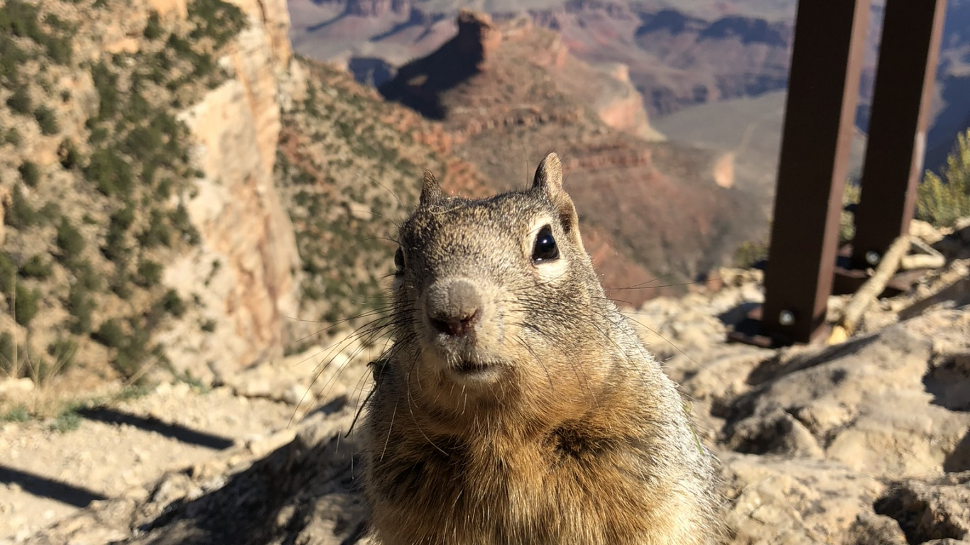 Grand Canyon National Park, Bright Angel Trail, Nagetier, Eichhörnchen, Geologie. Wallpaper in 1366x768 Resolution