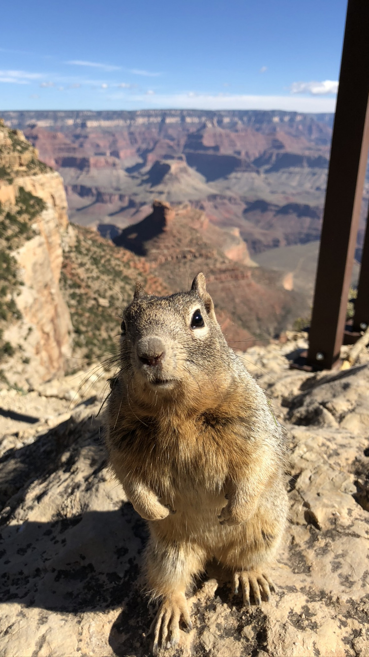 Grand Canyon National Park, Bright Angel Trail, Rodent, Squirrels, Squirrel. Wallpaper in 750x1334 Resolution