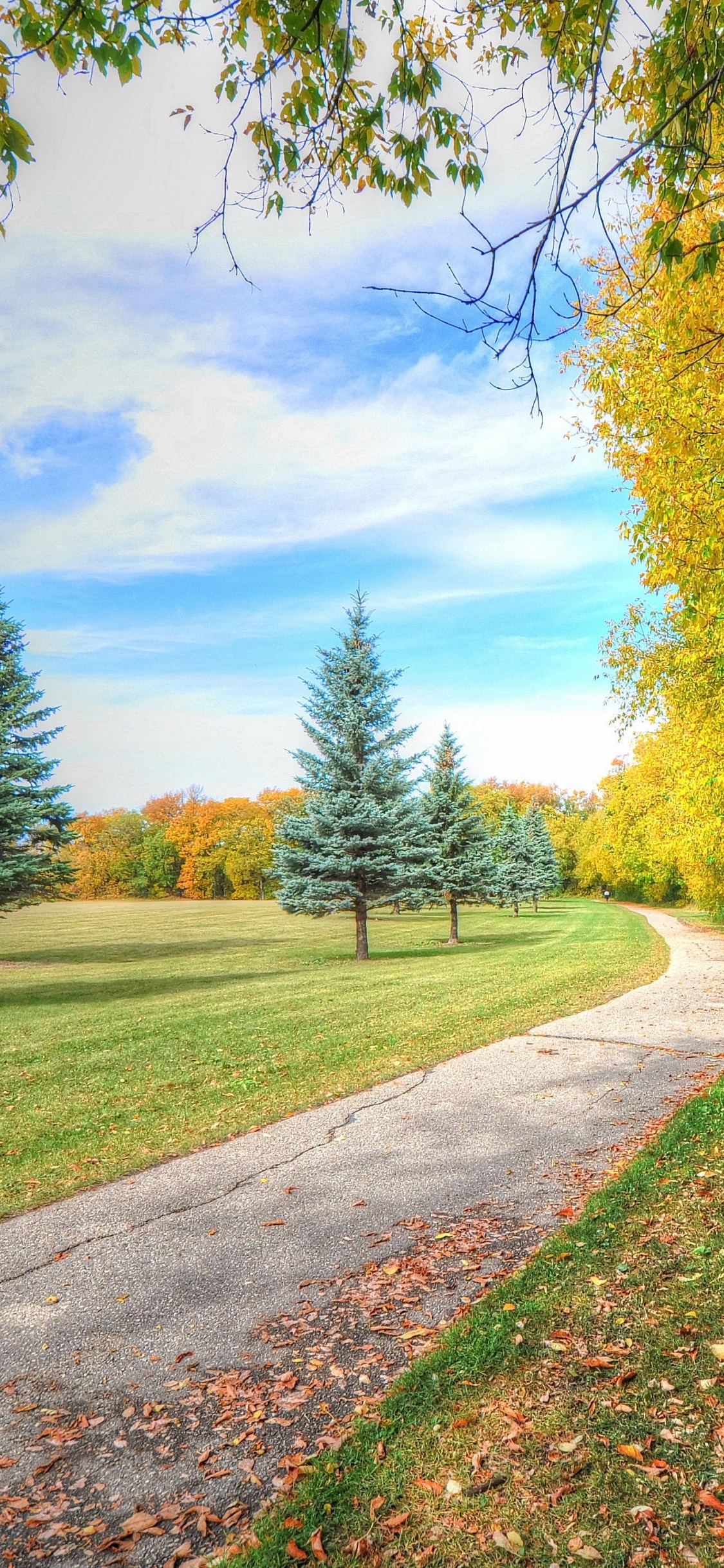 Grüne Bäume Auf Grüner Wiese Unter Blauem Himmel Tagsüber During. Wallpaper in 1125x2436 Resolution