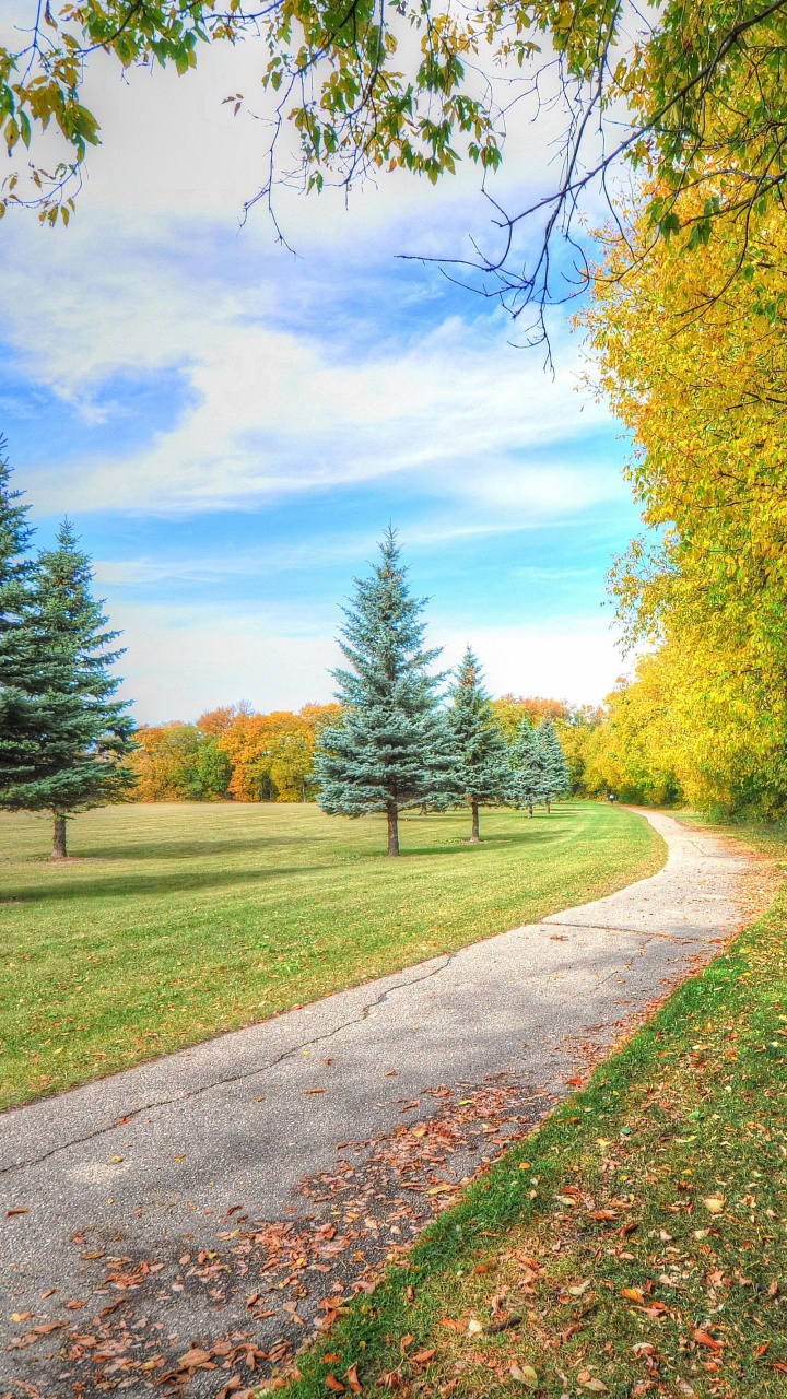 Green Trees on Green Grass Field Under Blue Sky During Daytime. Wallpaper in 720x1280 Resolution