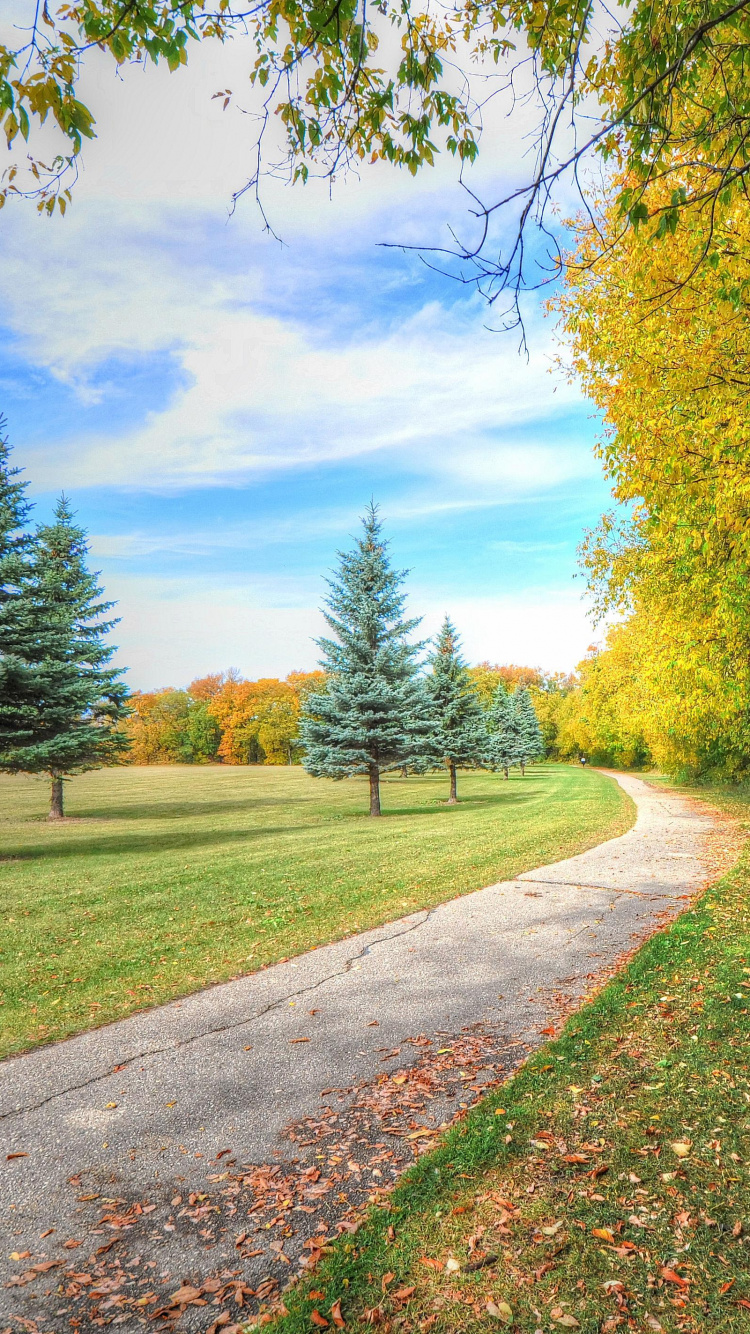 Green Trees on Green Grass Field Under Blue Sky During Daytime. Wallpaper in 750x1334 Resolution