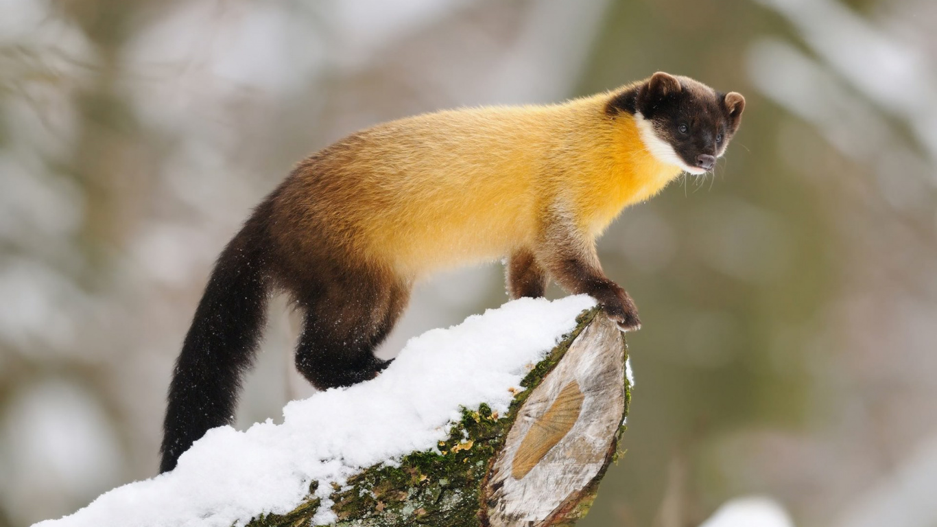 野生动物, Mustelidae, 顶级掠食者, 陆地动物, 食肉动物 壁纸 1366x768 允许