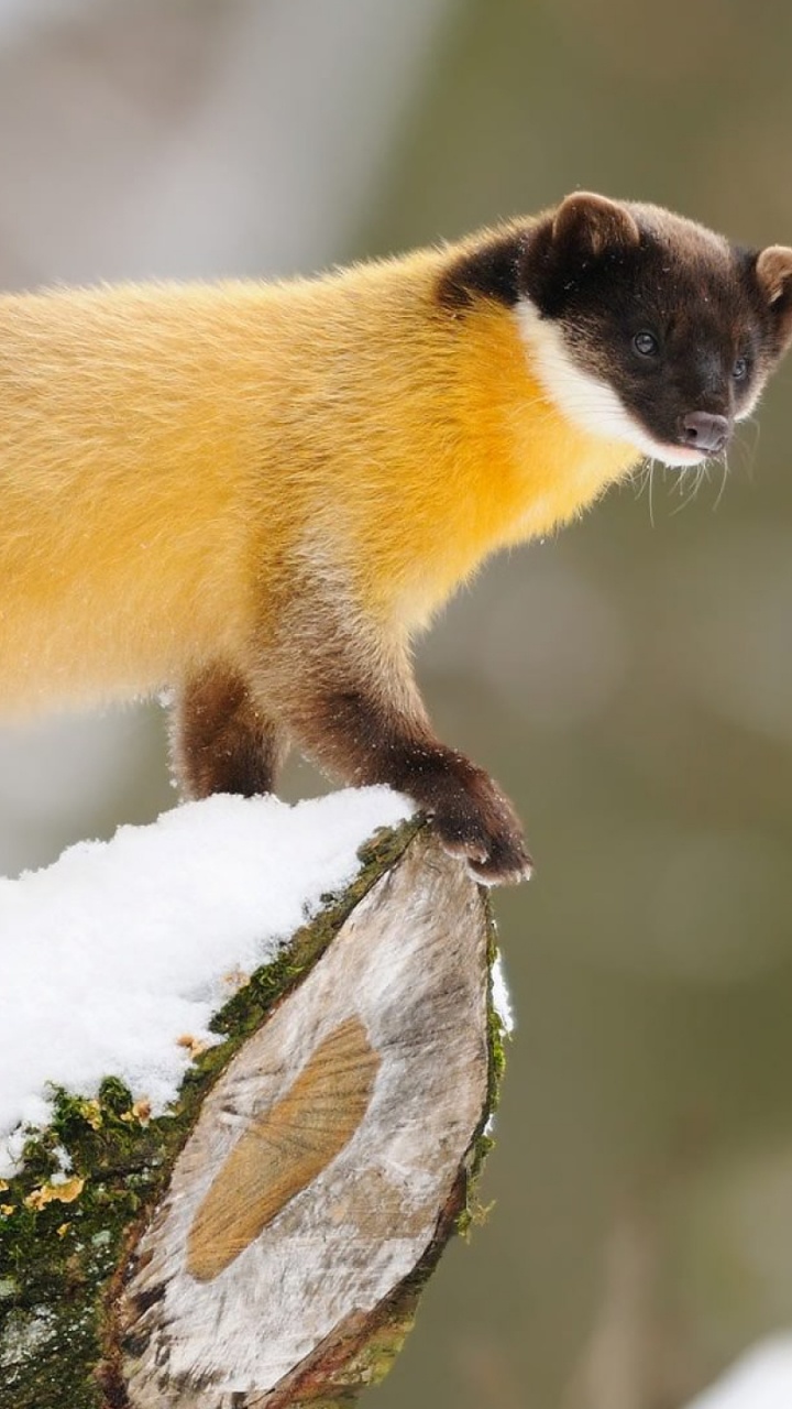 野生动物, Mustelidae, 顶级掠食者, 陆地动物, 食肉动物 壁纸 720x1280 允许