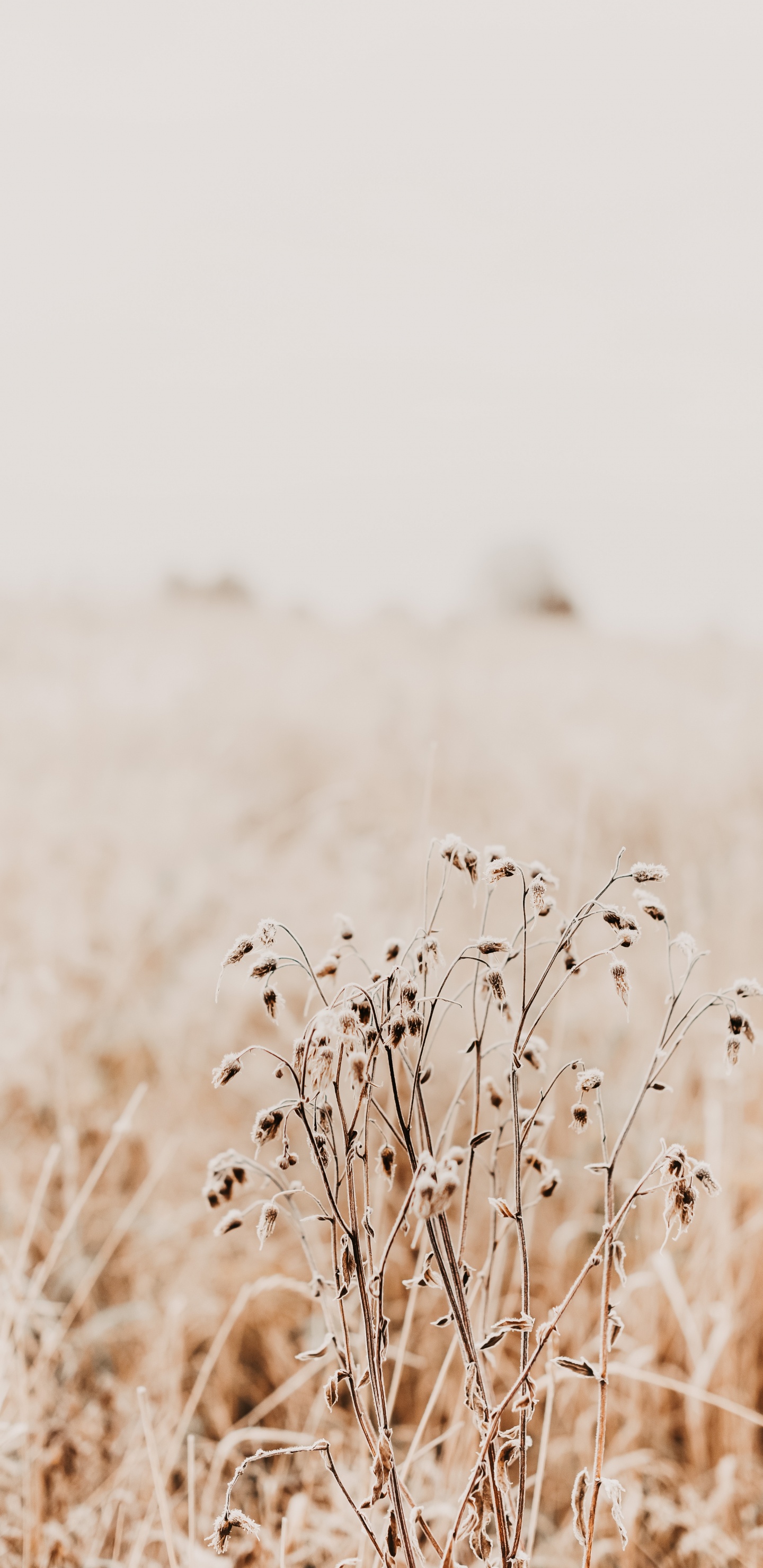 Mañana, Hierba de la Familia, Ecorregión, Ramita, Pradera. Wallpaper in 1440x2960 Resolution