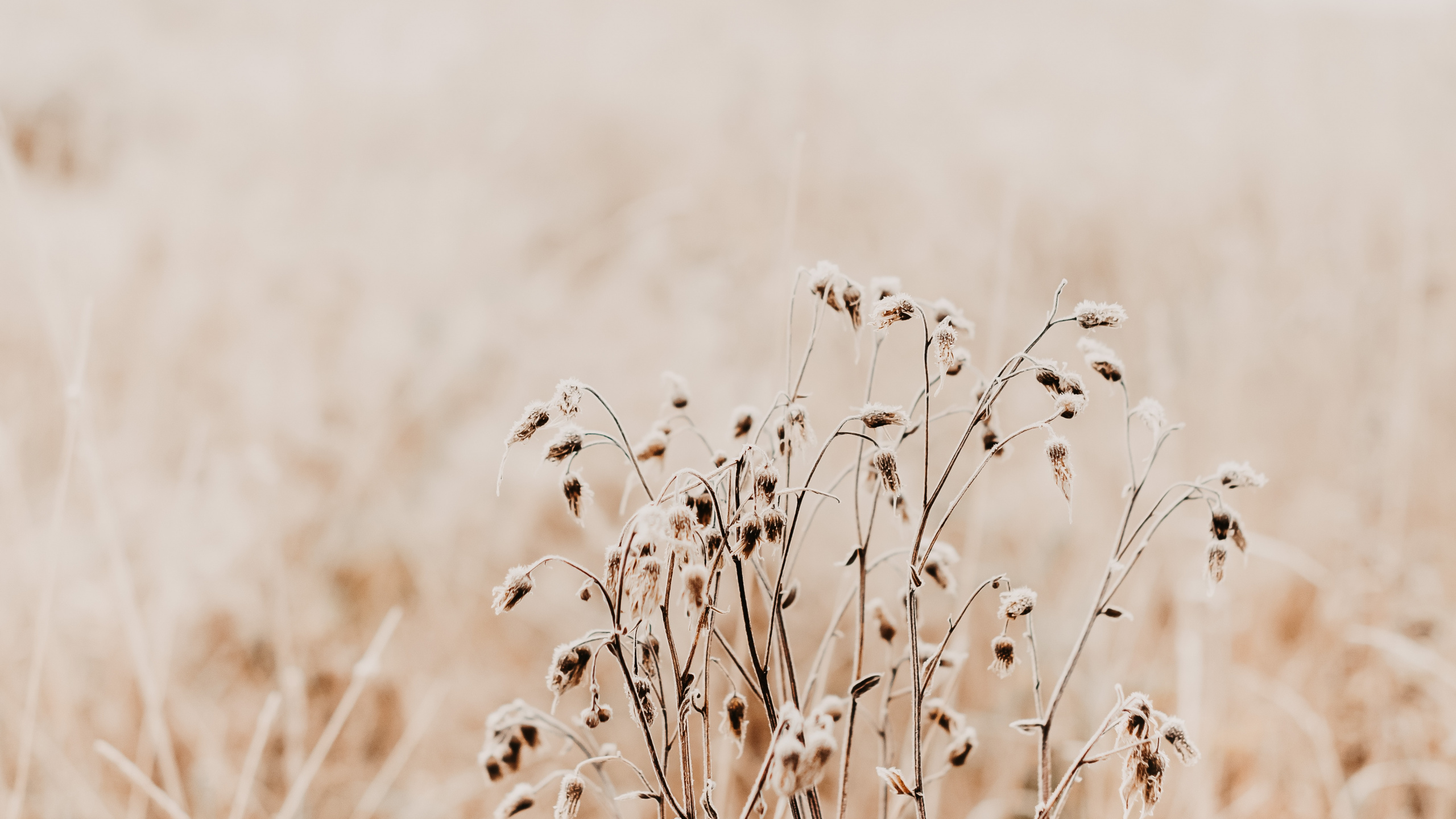 Morning, Grass, Grass Family, Plant, Ecoregion. Wallpaper in 2560x1440 Resolution