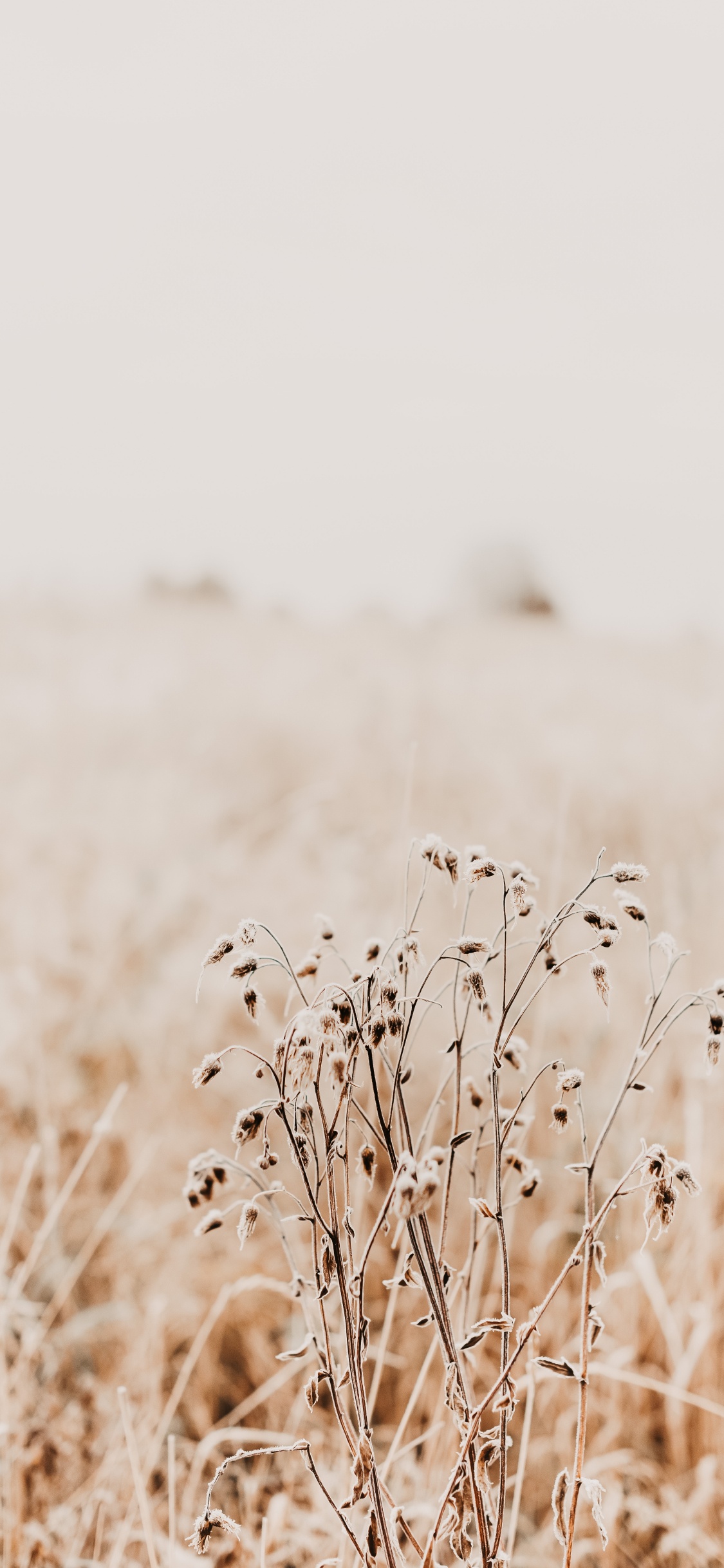 Morgen, Gras, Gras-Familie, Ökoregion, Zweig. Wallpaper in 1125x2436 Resolution