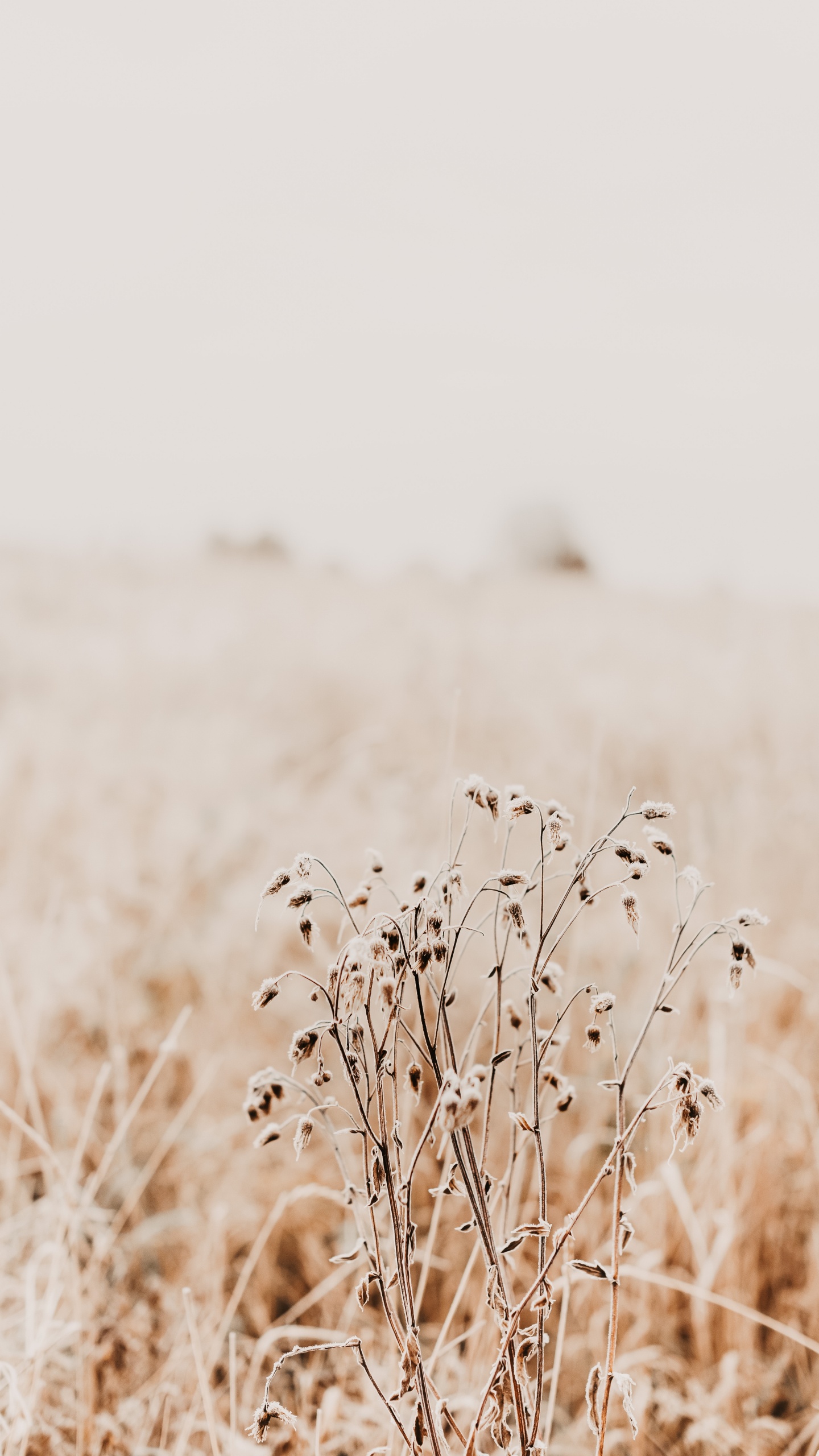 Morgen, Gras, Gras-Familie, Ökoregion, Zweig. Wallpaper in 1440x2560 Resolution