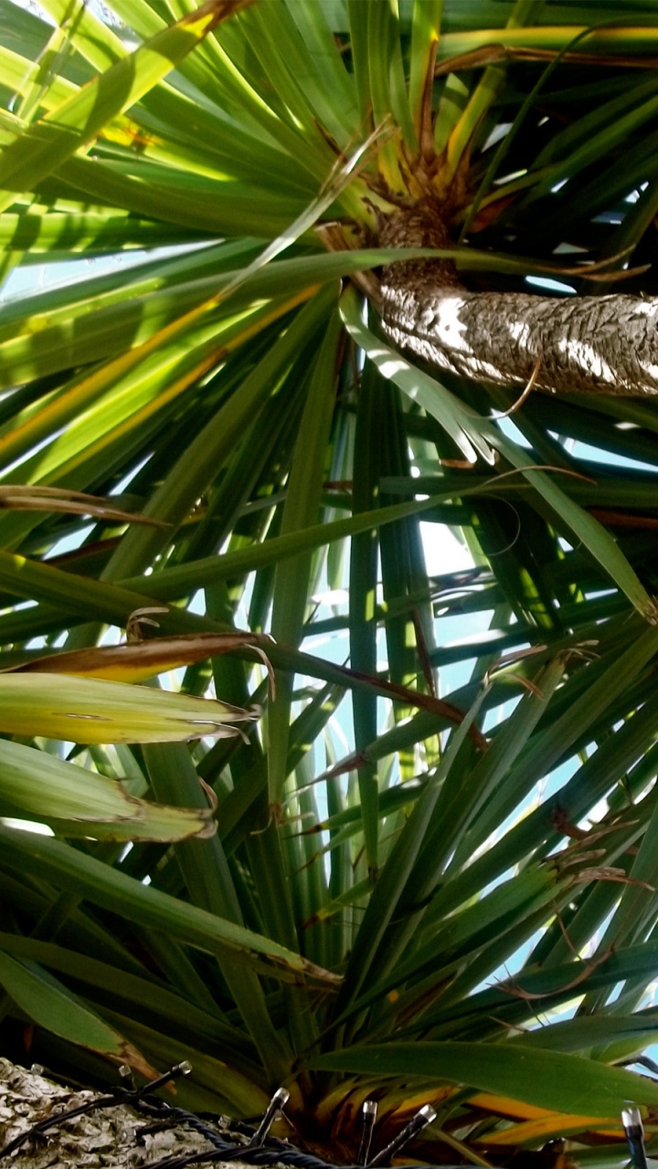 Palmera Verde Durante el Día. Wallpaper in 720x1280 Resolution