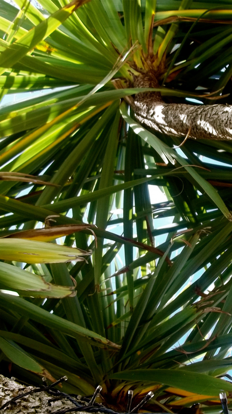 Tagsüber Grüne Palme. Wallpaper in 750x1334 Resolution