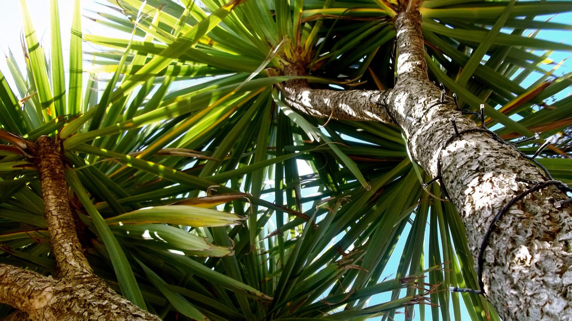 Green Palm Tree During Daytime. Wallpaper in 1920x1080 Resolution