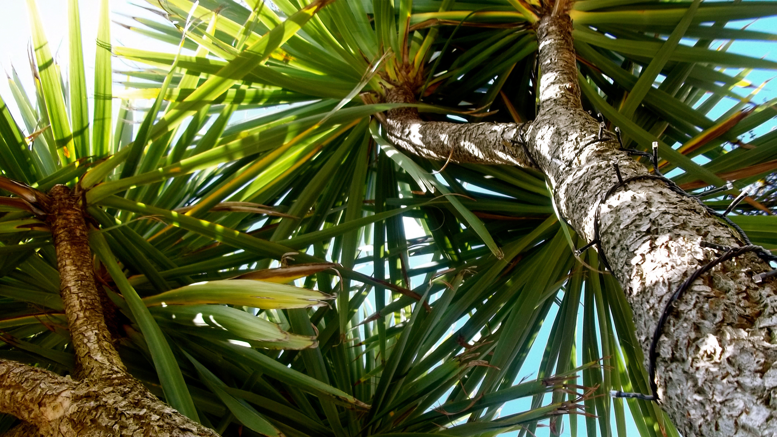 Green Palm Tree During Daytime. Wallpaper in 2560x1440 Resolution