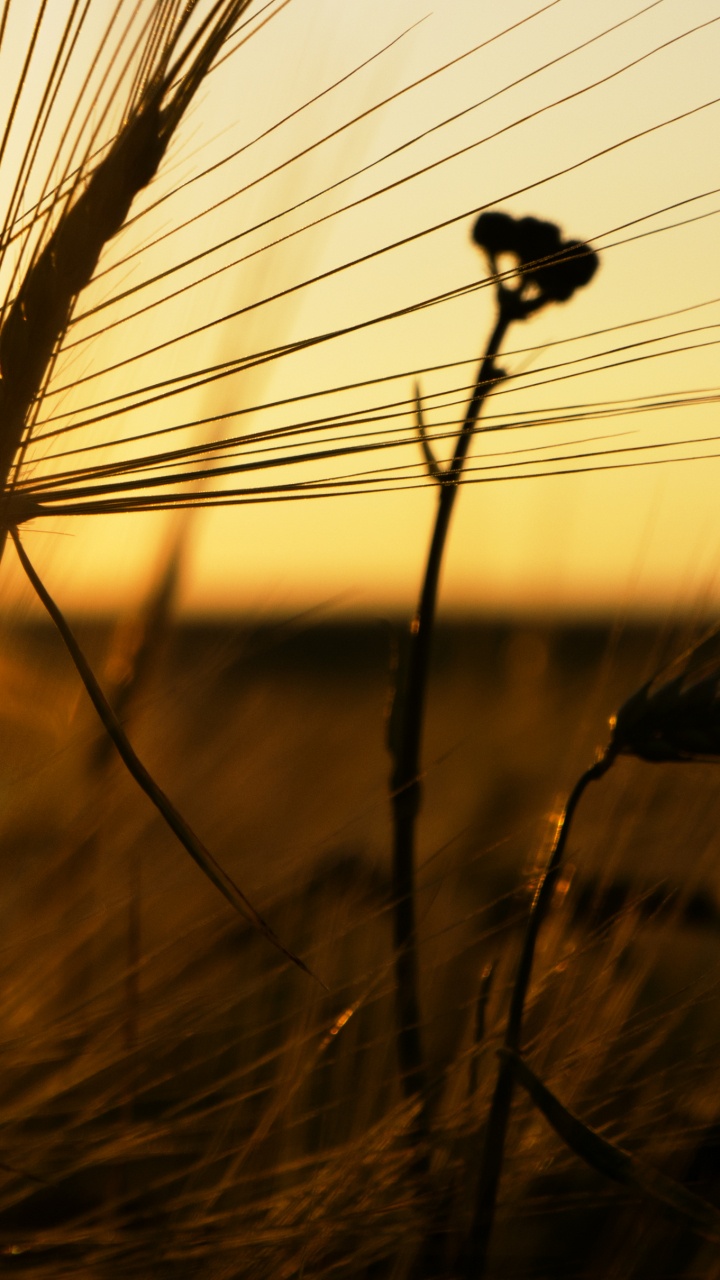 Braunes Gras Während Der Goldenen Stunde. Wallpaper in 720x1280 Resolution