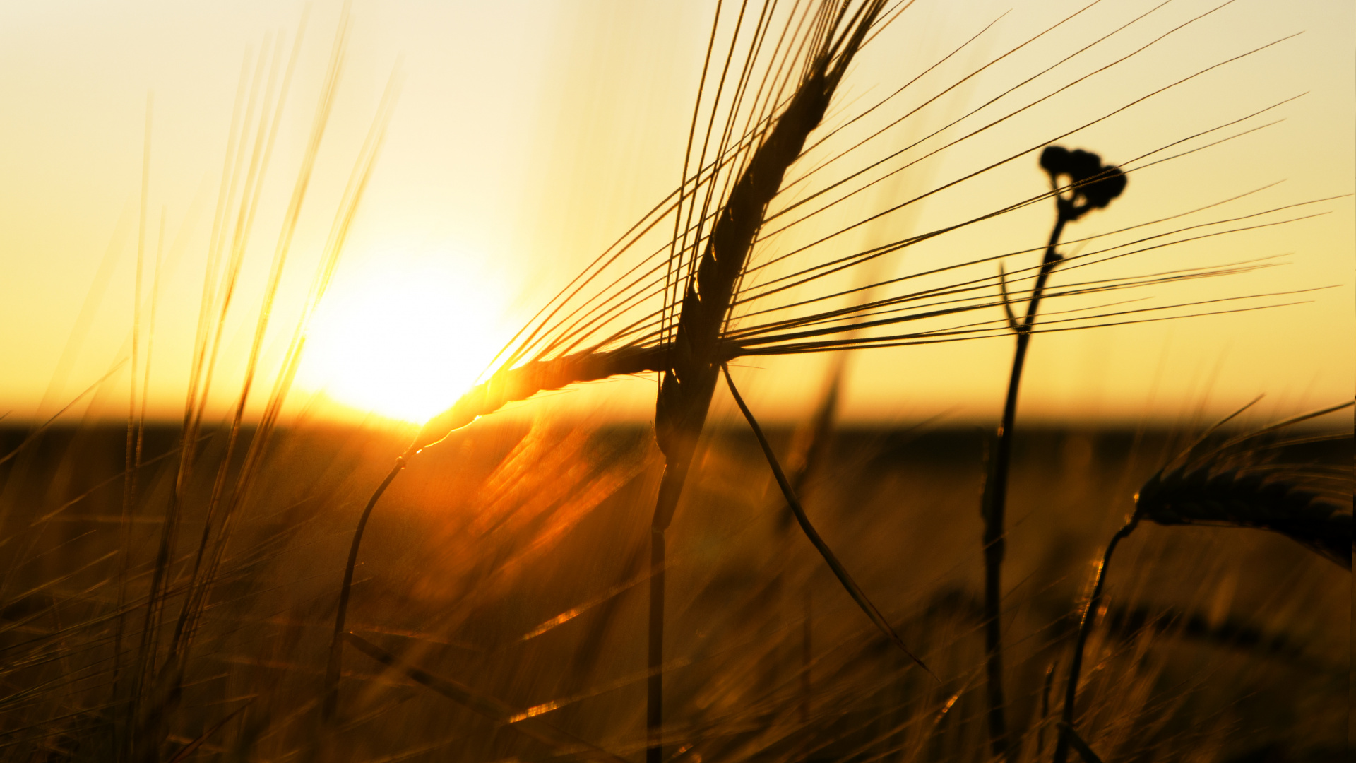 Brown Grass During Golden Hour. Wallpaper in 1920x1080 Resolution