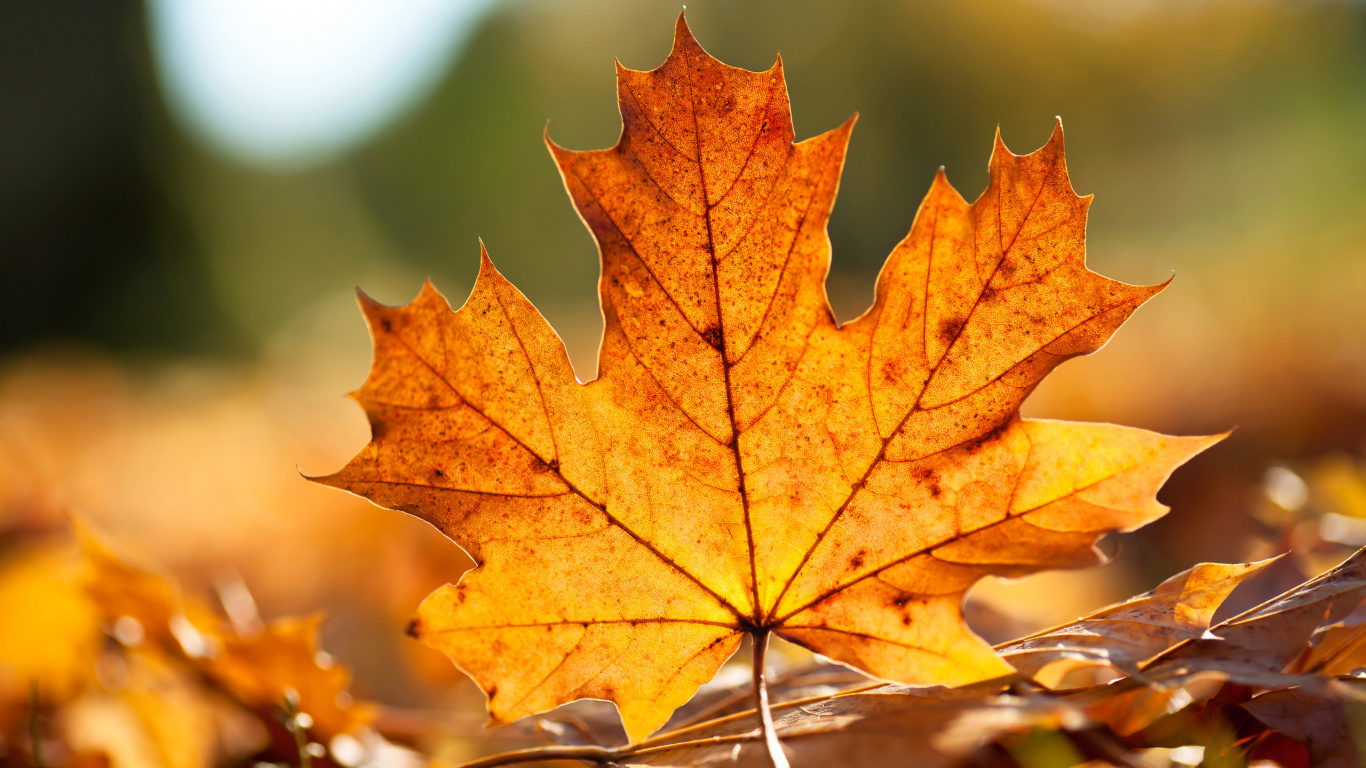 Brown Maple Leaf in Close up Photography. Wallpaper in 1366x768 Resolution