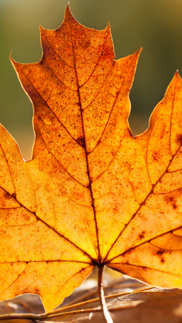 Brown Maple Leaf in Close up Photography. Wallpaper in 750x1334 Resolution