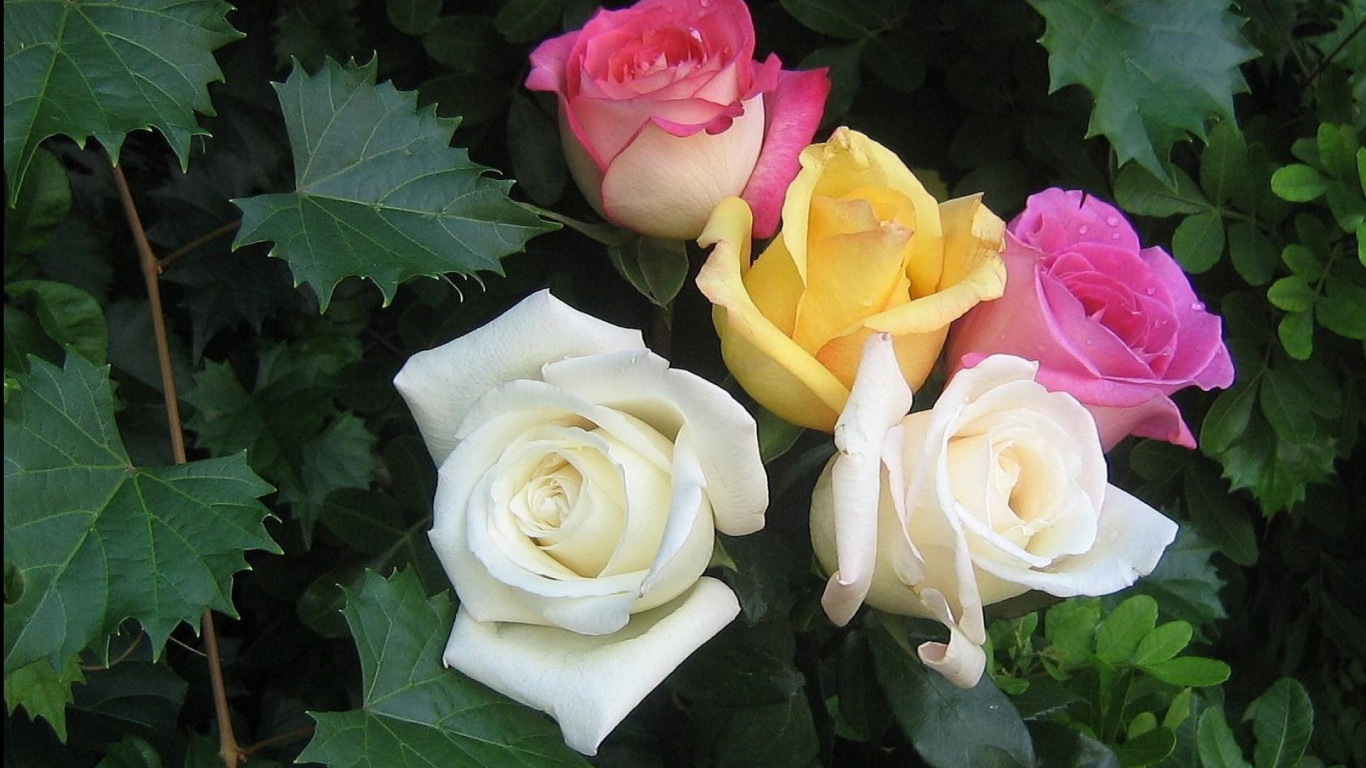 Roses Roses et Jaunes en Fleurs. Wallpaper in 1366x768 Resolution