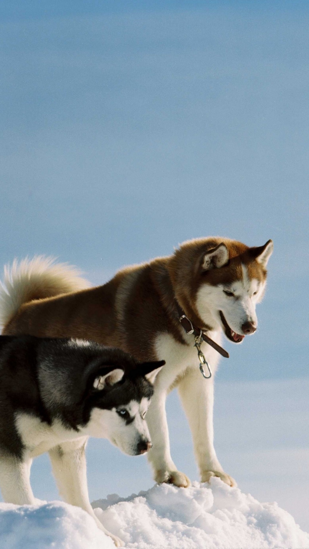 Weißer Und Schwarzer Siberian Husky Auf Schneebedecktem Boden Tagsüber. Wallpaper in 1080x1920 Resolution
