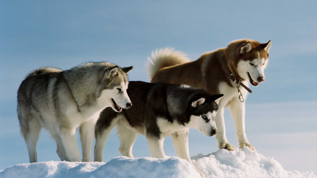 Weißer Und Schwarzer Siberian Husky Auf Schneebedecktem Boden Tagsüber. Wallpaper in 1280x720 Resolution