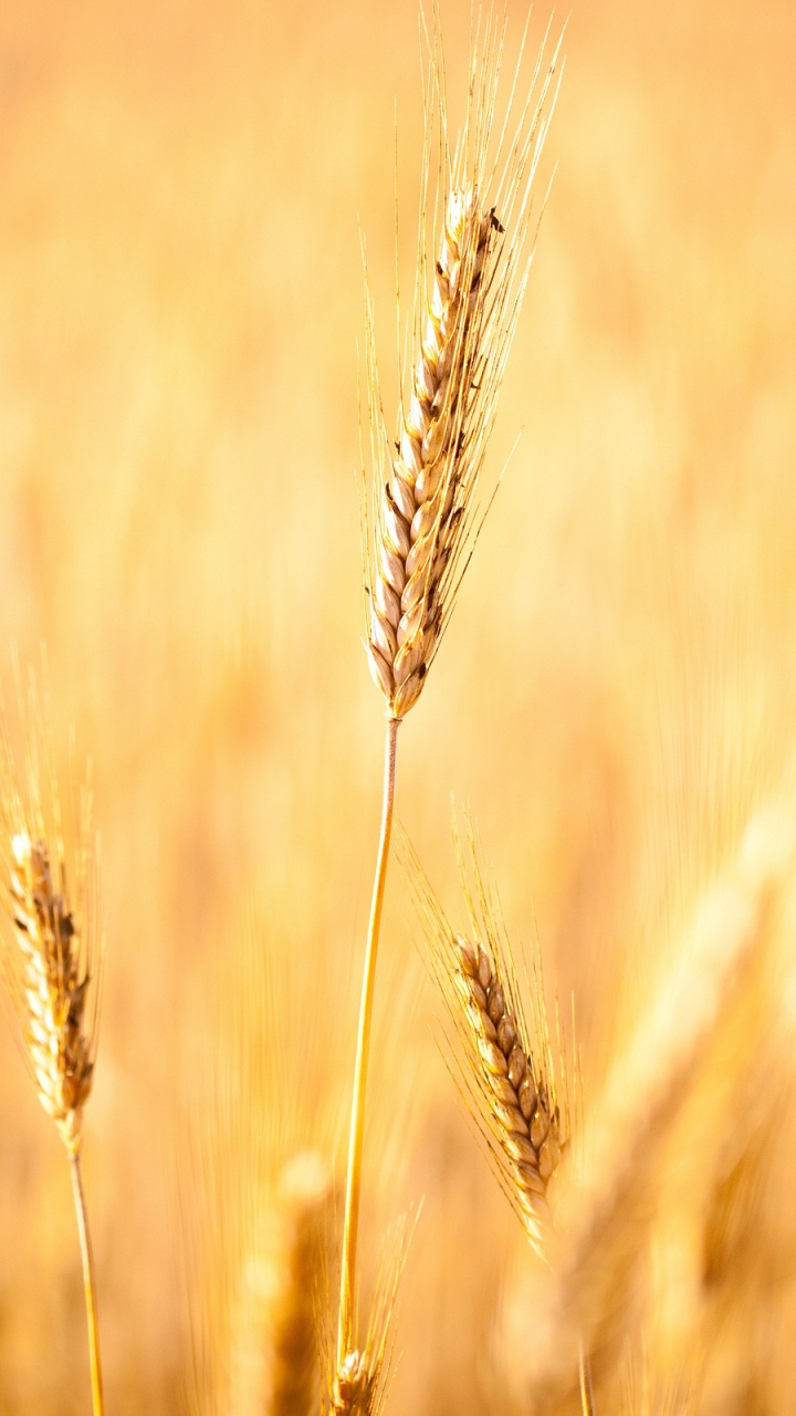Blé Brun en Gros Plan. Wallpaper in 720x1280 Resolution