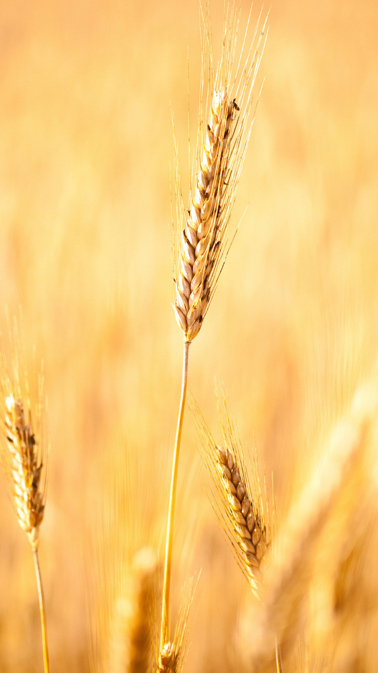 Blé Brun en Gros Plan. Wallpaper in 750x1334 Resolution