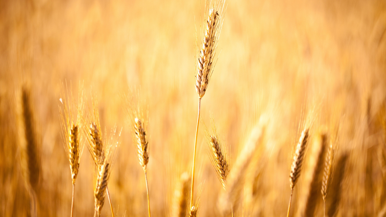 Brown Wheat in Close up Photography. Wallpaper in 1280x720 Resolution