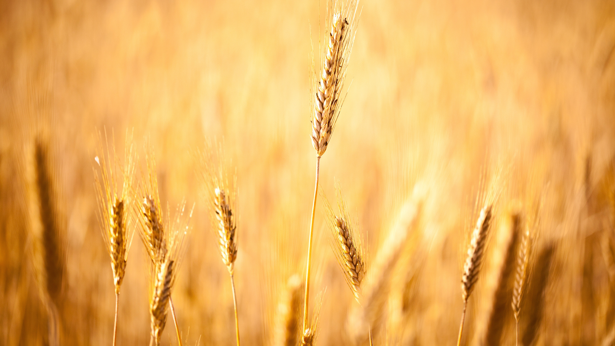 Brown Wheat in Close up Photography. Wallpaper in 2560x1440 Resolution