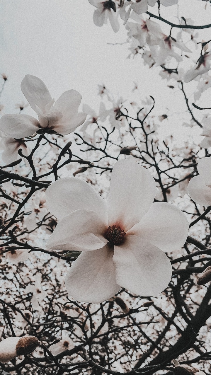 Flora, Cerezo, la Floración de la Planta, Blanco, la Botánica. Wallpaper in 720x1280 Resolution