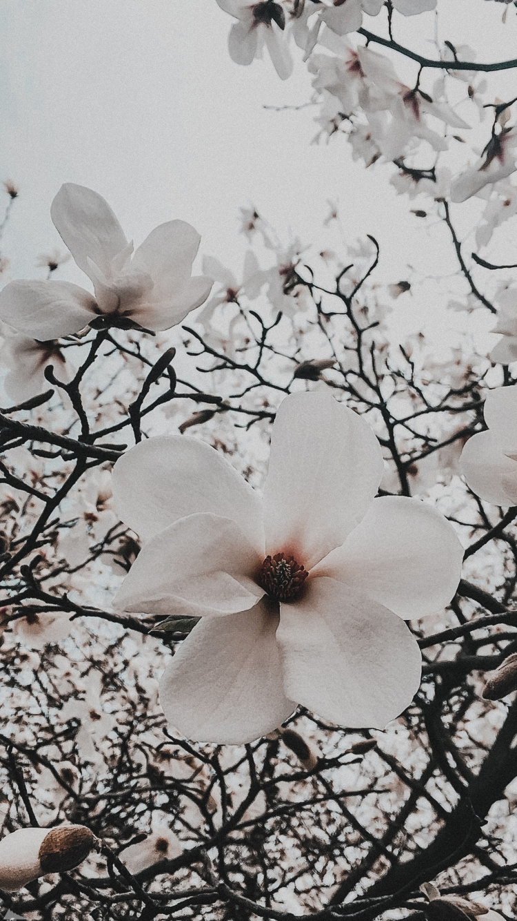 Flore, Cerisier, la Floraison de la Plante, White, Botanique. Wallpaper in 750x1334 Resolution