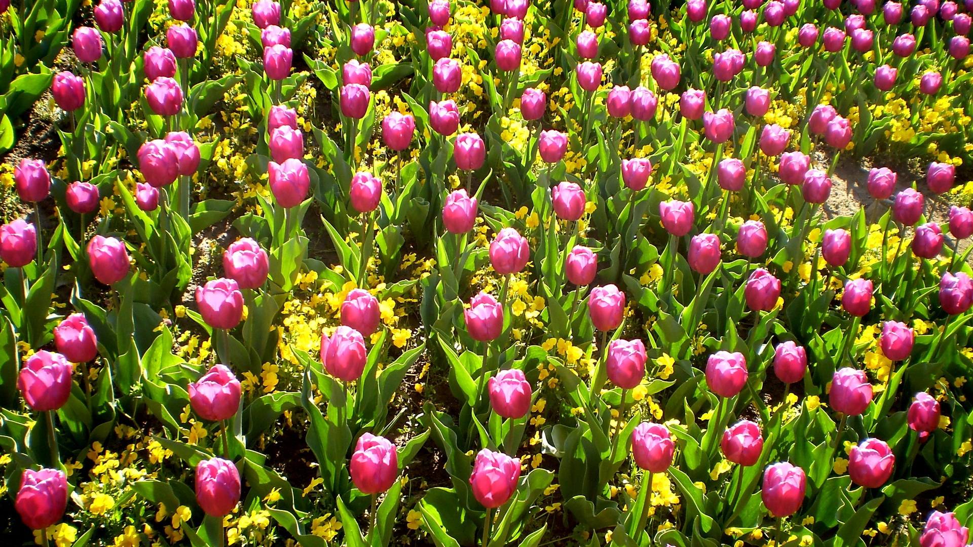 Pink and White Flower Field During Daytime. Wallpaper in 1920x1080 Resolution