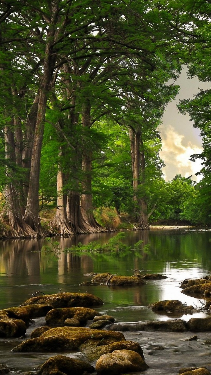 Green Trees Beside River During Daytime. Wallpaper in 720x1280 Resolution