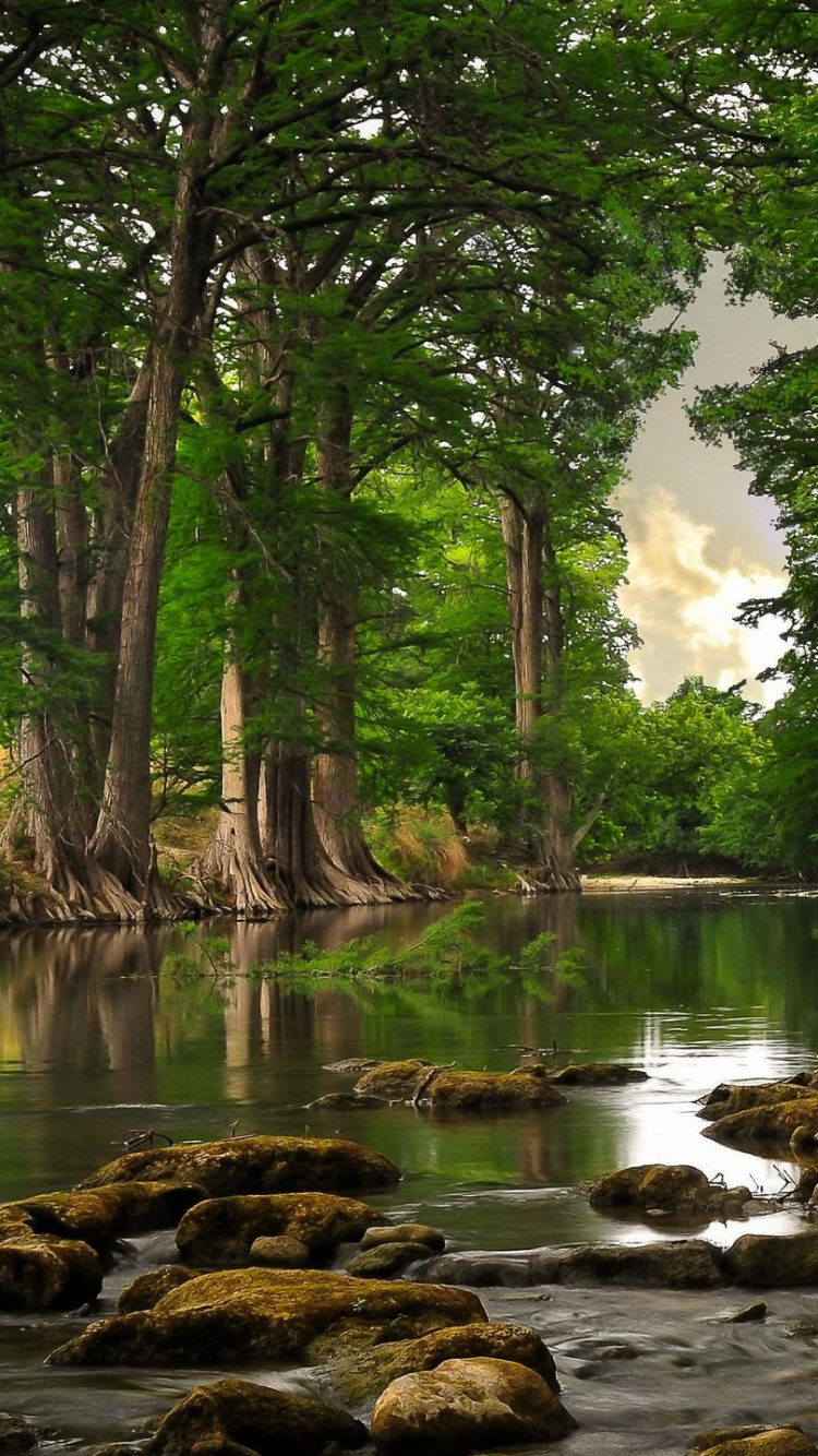 Arbres Verts au Bord de la Rivière Pendant la Journée. Wallpaper in 750x1334 Resolution