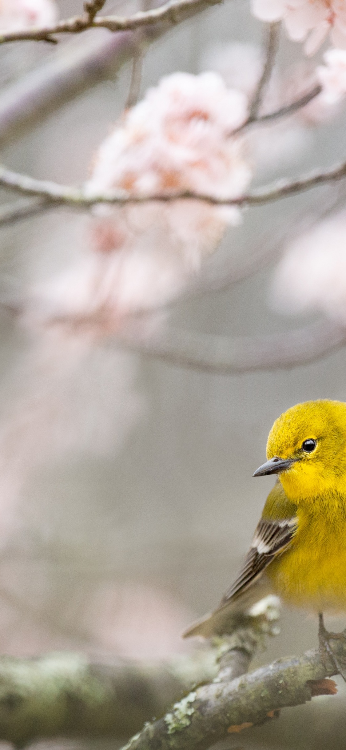 Birds, Frühjahr, Vogel, Branch, Zweig. Wallpaper in 1125x2436 Resolution