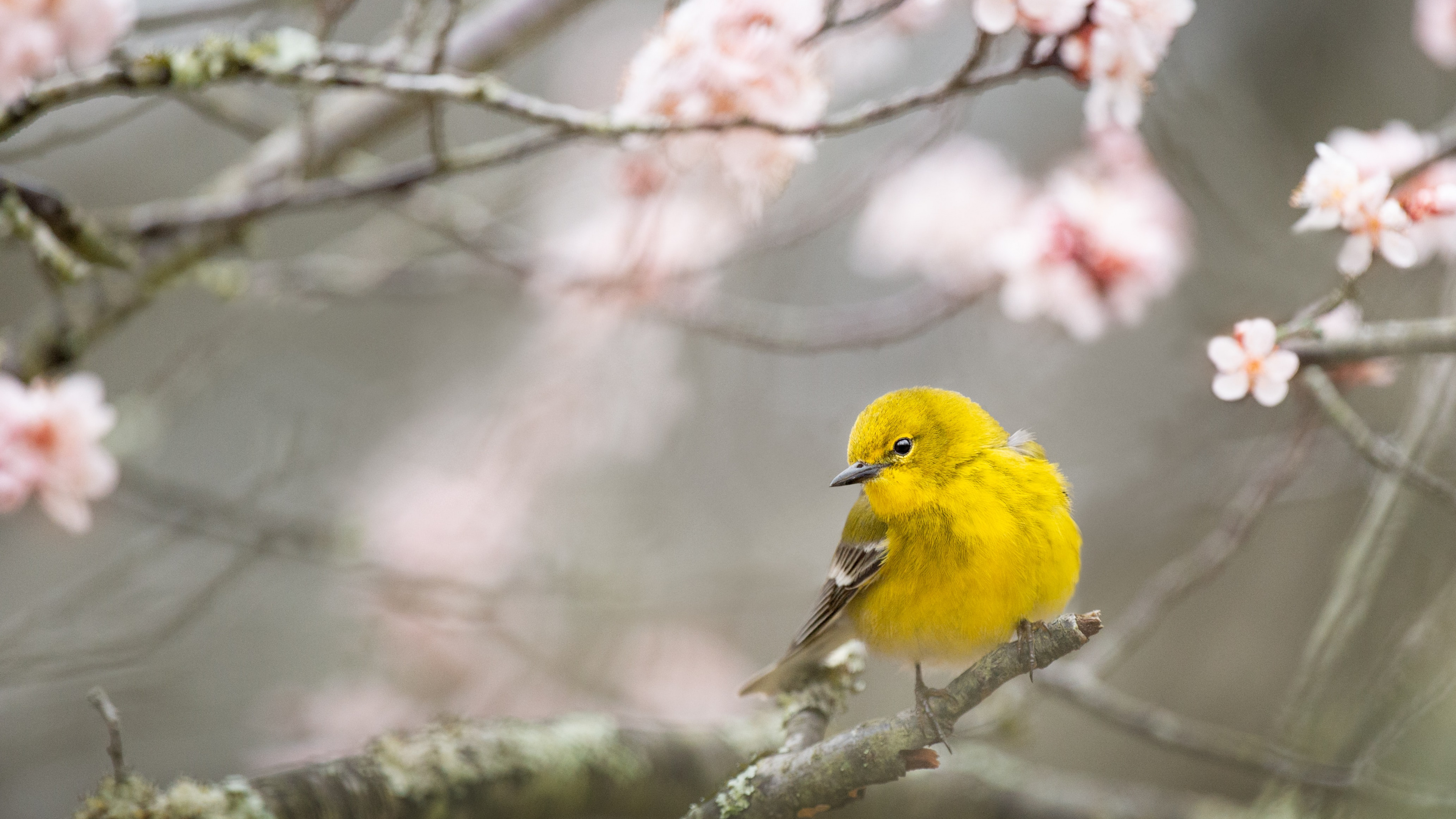 Birds, Songbirds, Spring, Flower, Bird. Wallpaper in 3840x2160 Resolution