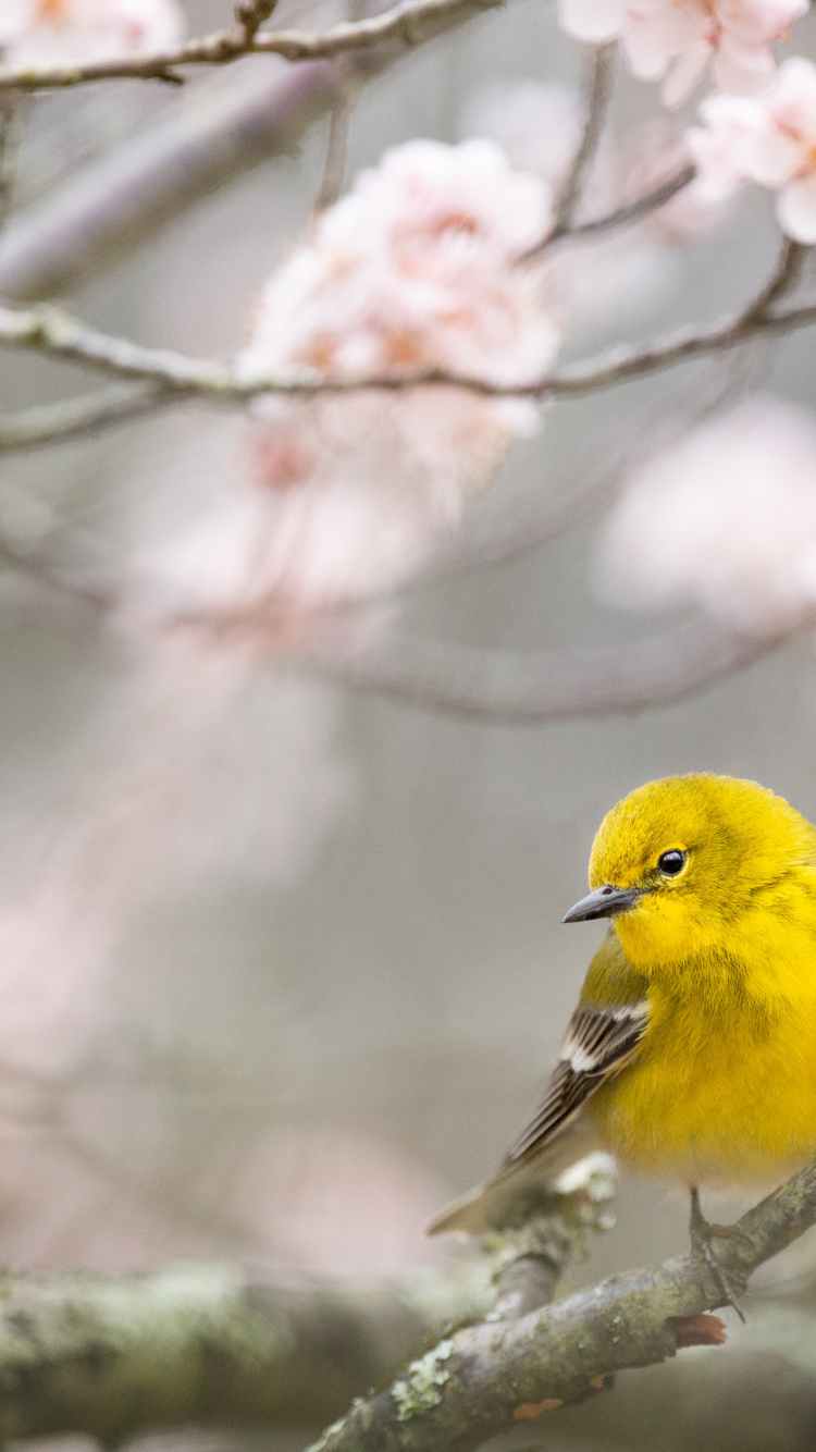 Birds, Songbirds, Spring, Flower, Bird. Wallpaper in 750x1334 Resolution