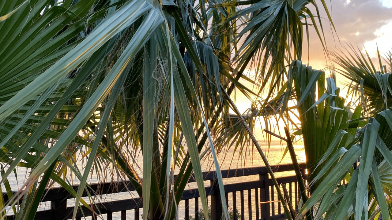 Botanik, Terrestrische Pflanzen, Vegetation, Baum, Gewässer. Wallpaper in 1280x720 Resolution