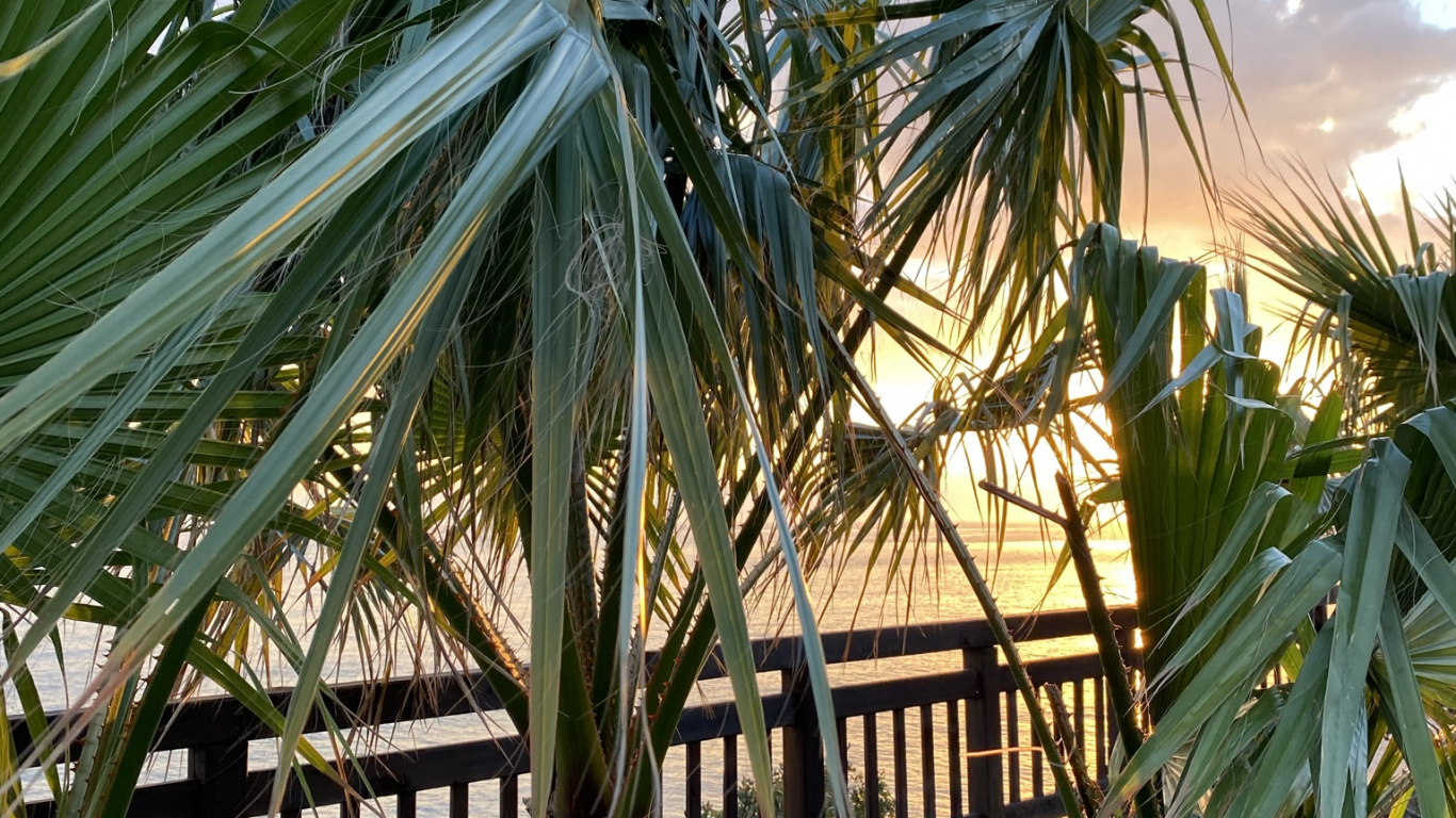 Plant, Botany, Terrestrial Plant, Vegetation, Tree. Wallpaper in 1366x768 Resolution