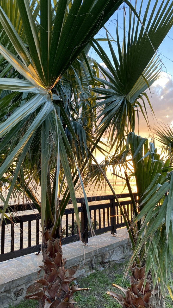 Plant, Botany, Terrestrial Plant, Vegetation, Tree. Wallpaper in 720x1280 Resolution