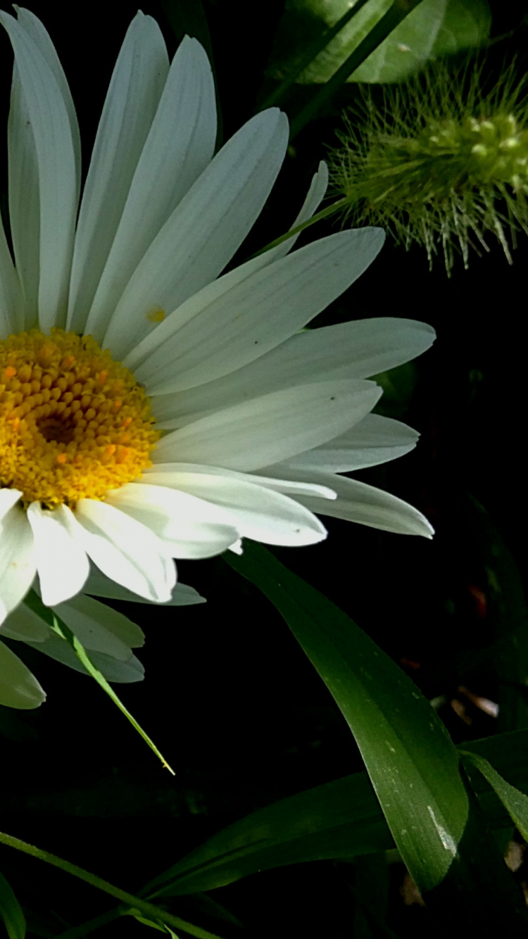 White and Yellow Flower With Green Leaves. Wallpaper in 750x1334 Resolution