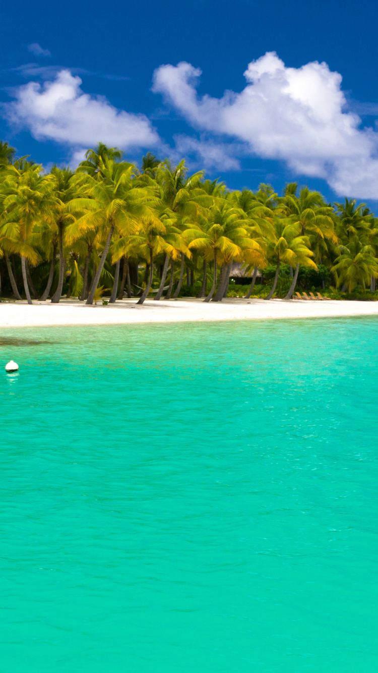 Green Palm Trees on Beach During Daytime. Wallpaper in 750x1334 Resolution